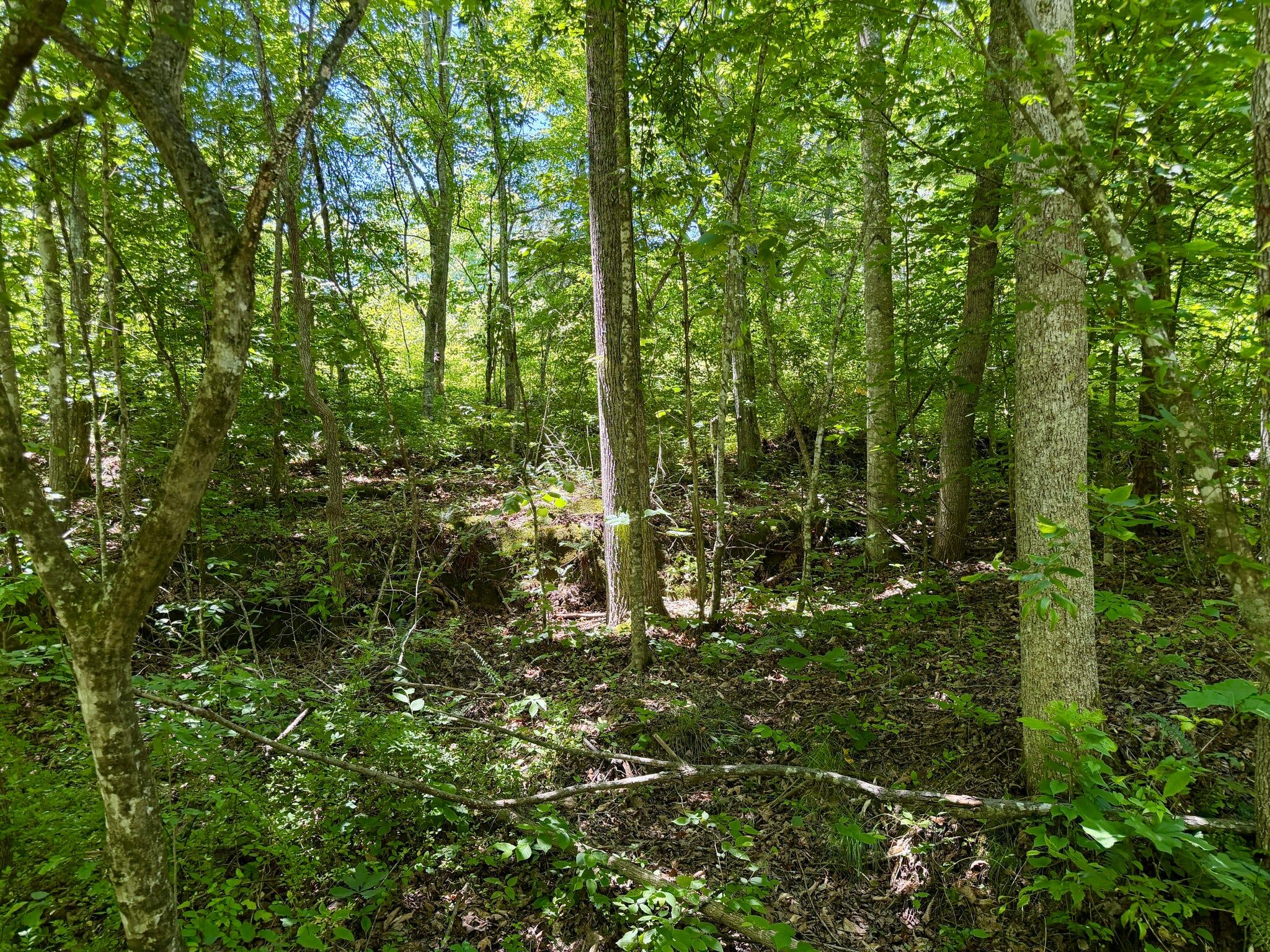165a Open Fork Road Property Photo 49