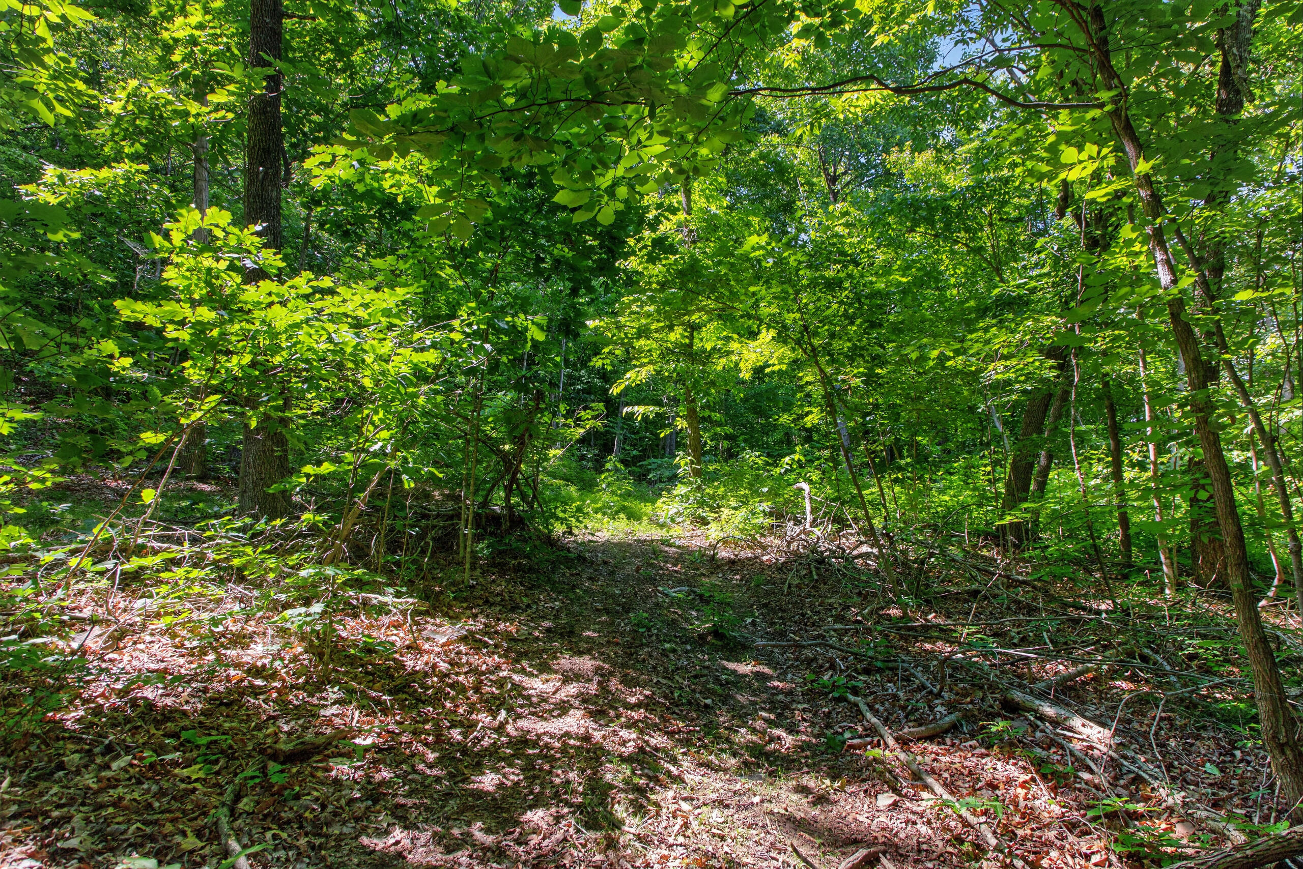 2953 Harmons Lick Road Property Photo 4