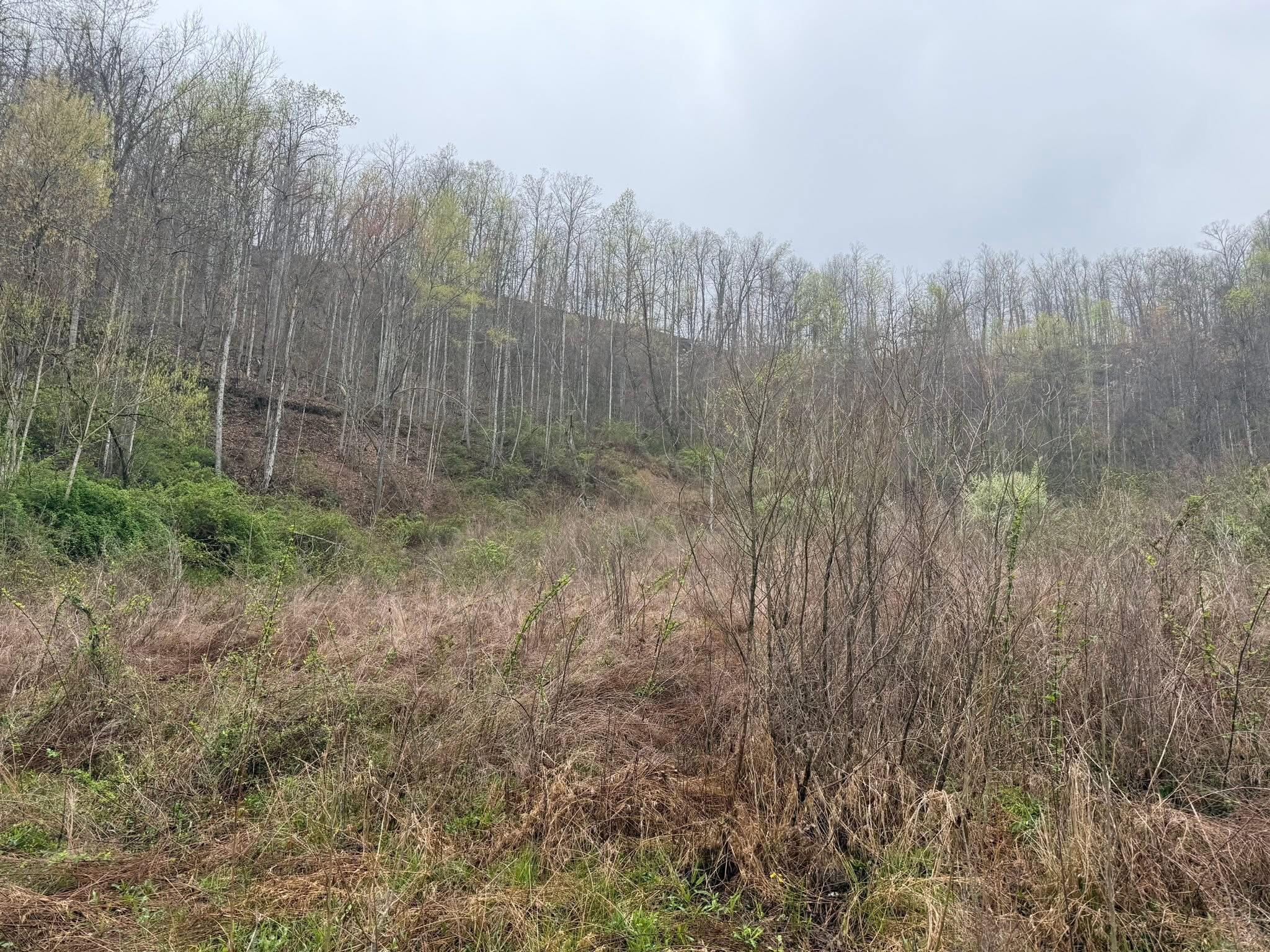 4242 Right Fork Georges Creek Road Property Photo 2