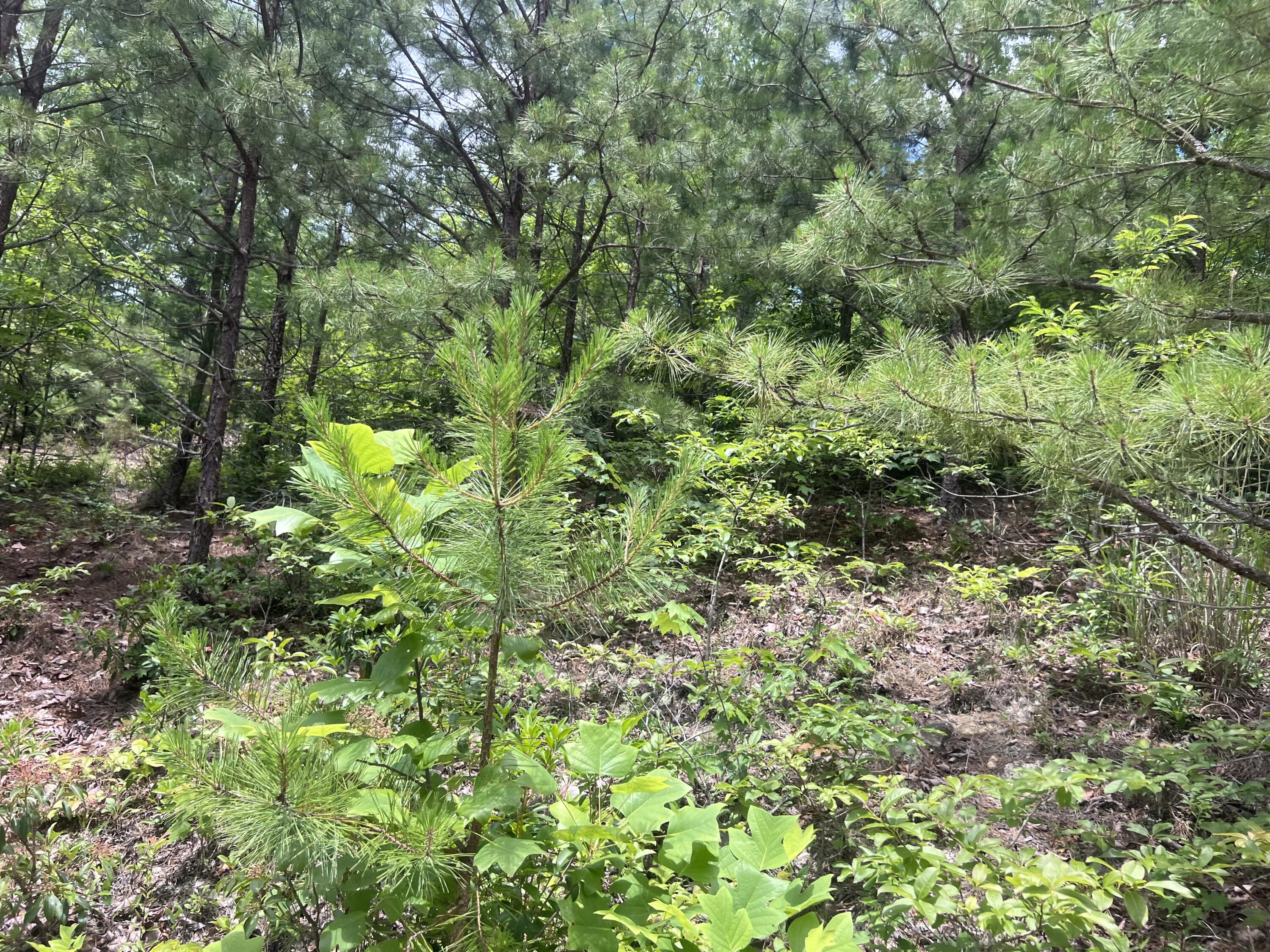 207 Jim Hollow Road Property Photo 25