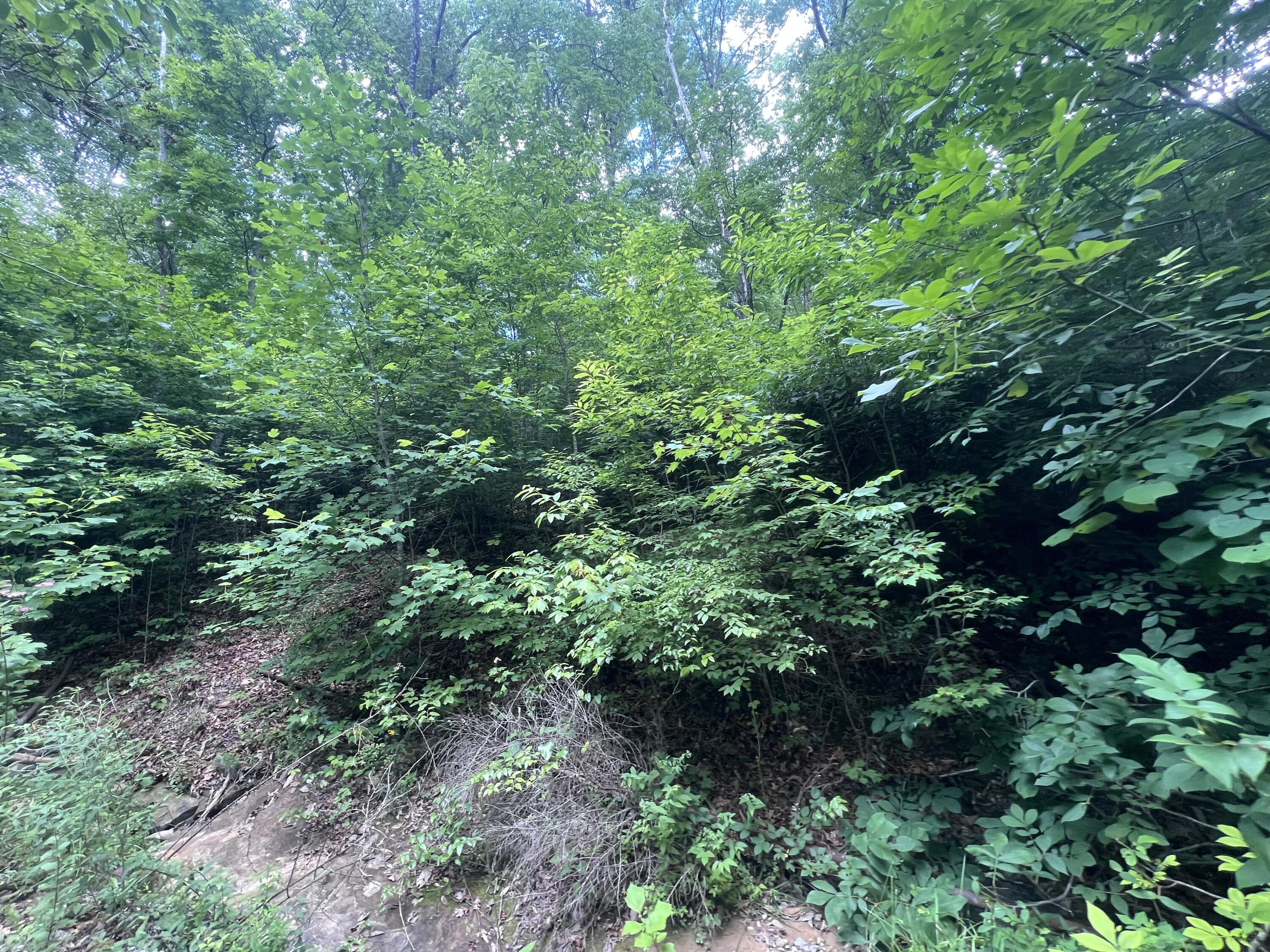 207 Jim Hollow Road Property Photo 35