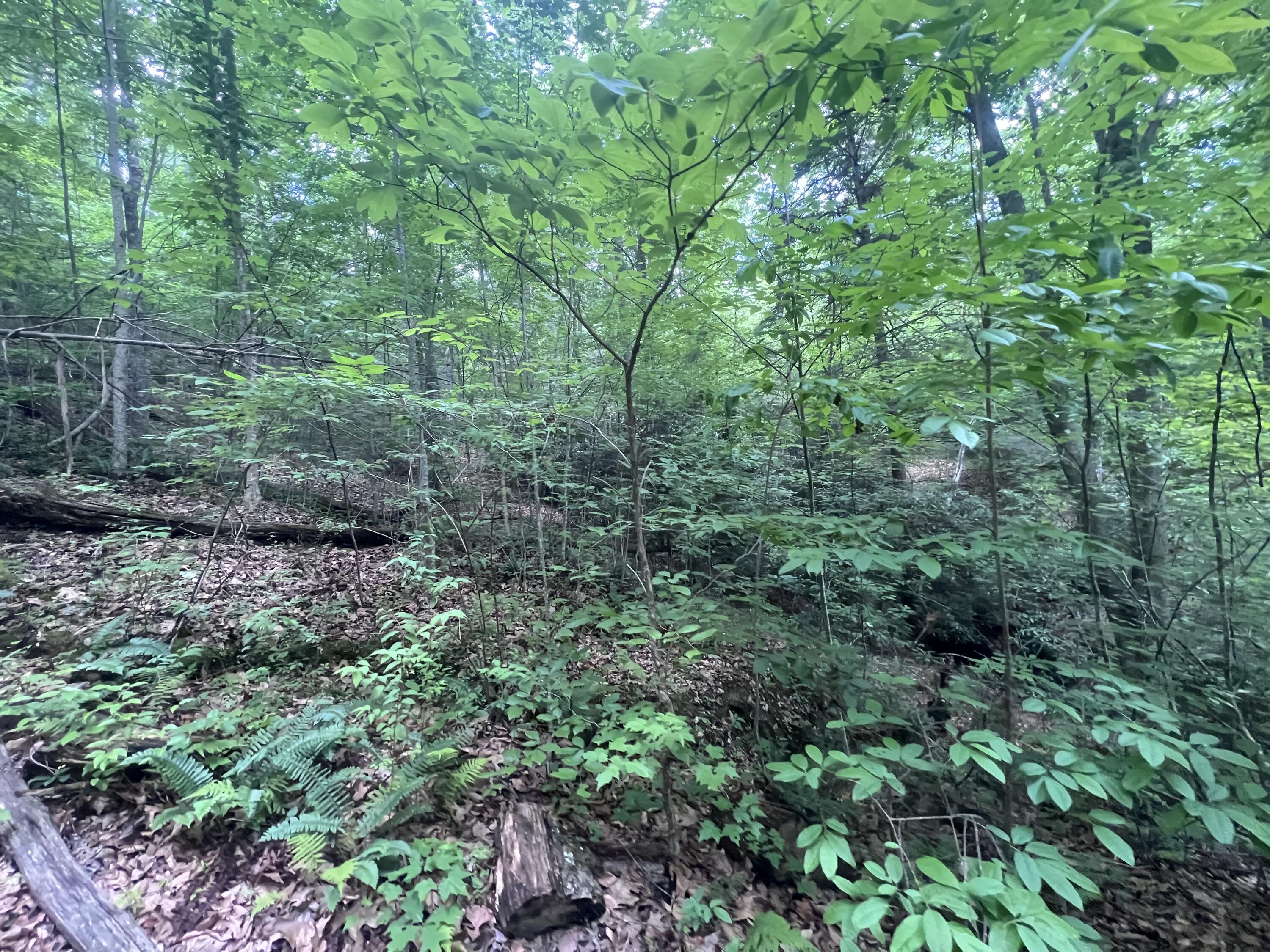 207 Jim Hollow Road Property Photo 36
