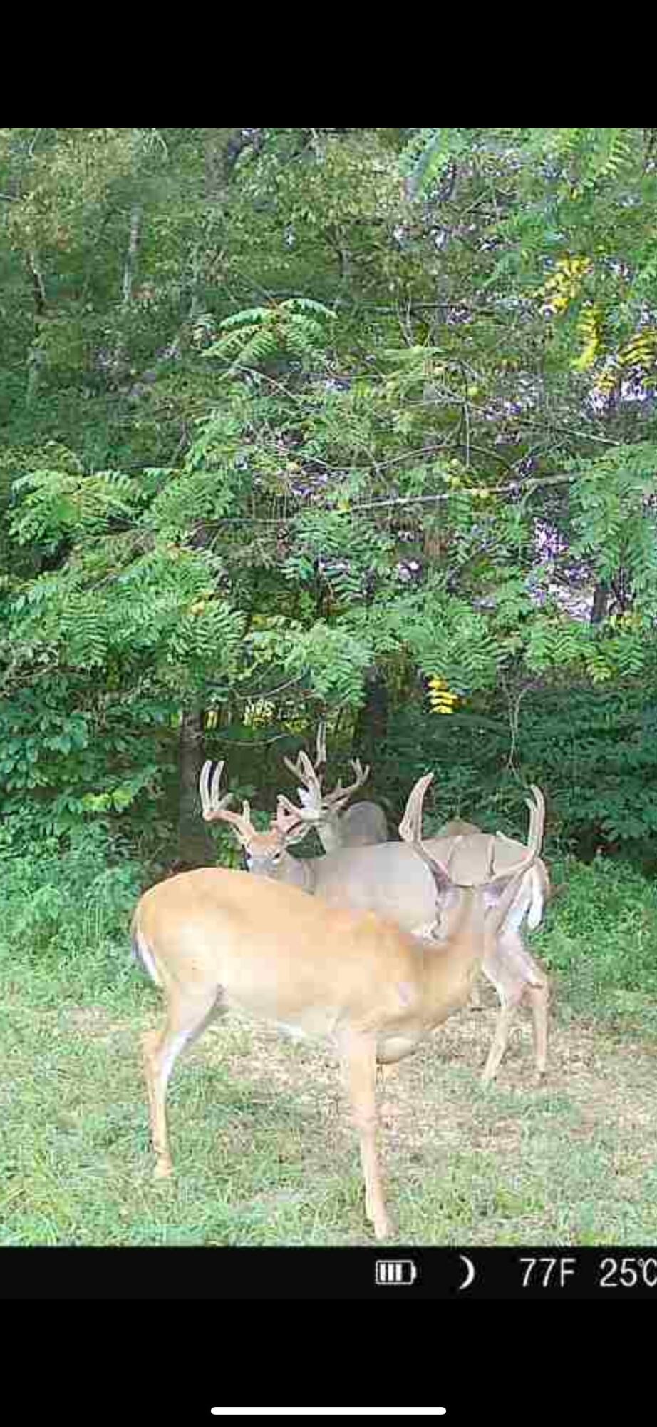 1510 State Hwy 865 Property Photo 52