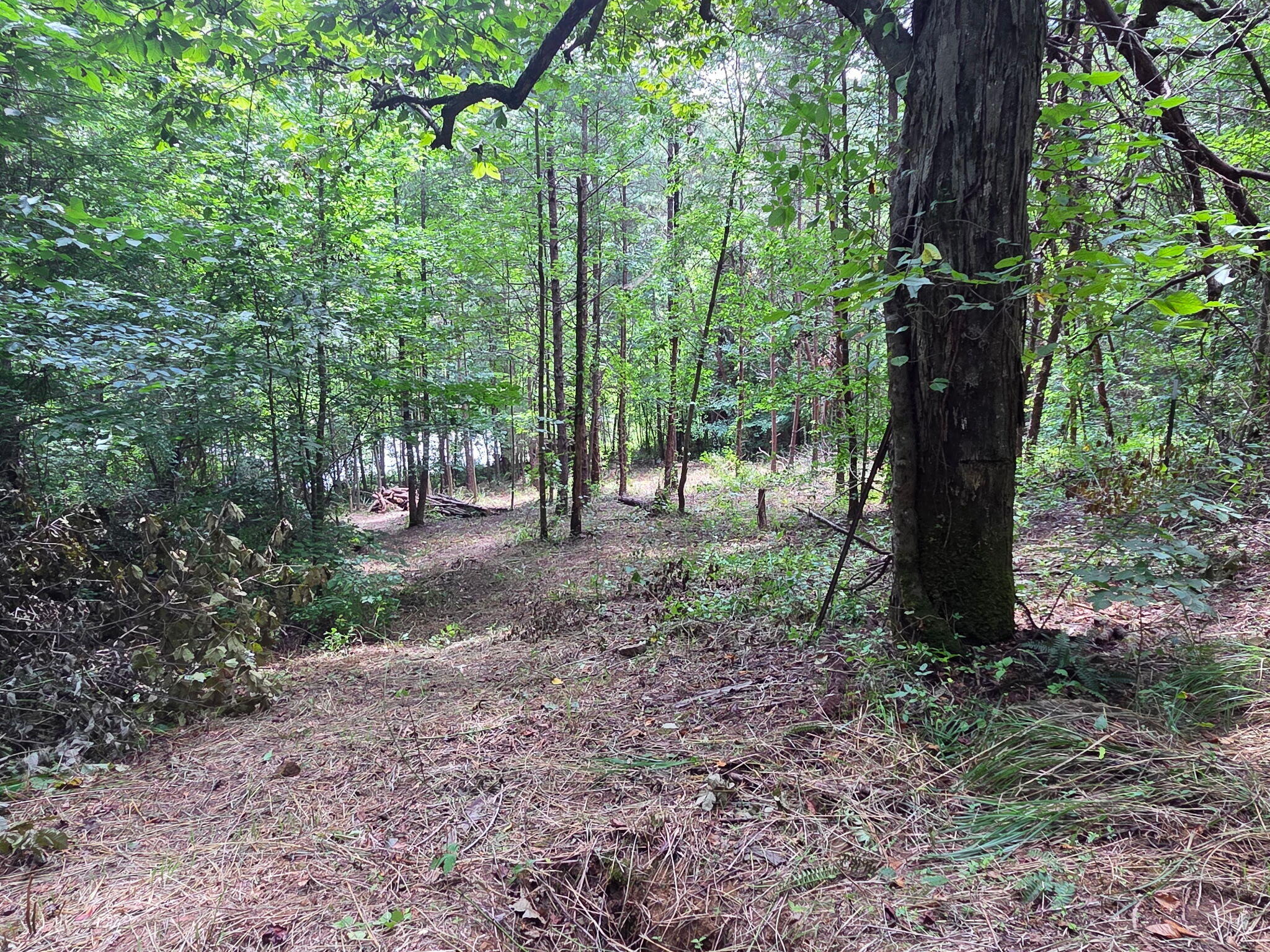 377 Gravy Branch Road Property Photo 46