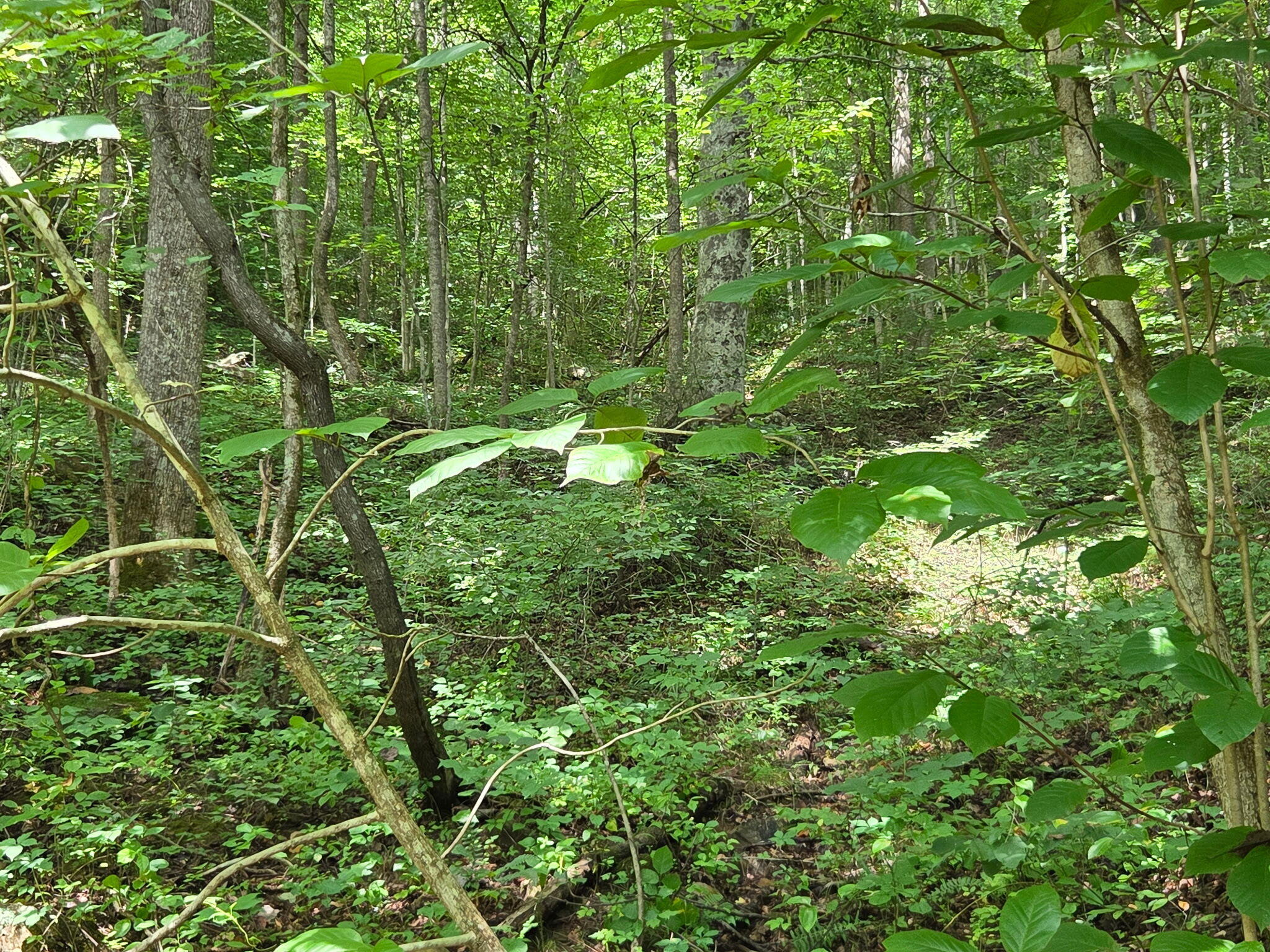377 Gravy Branch Road Property Photo 49