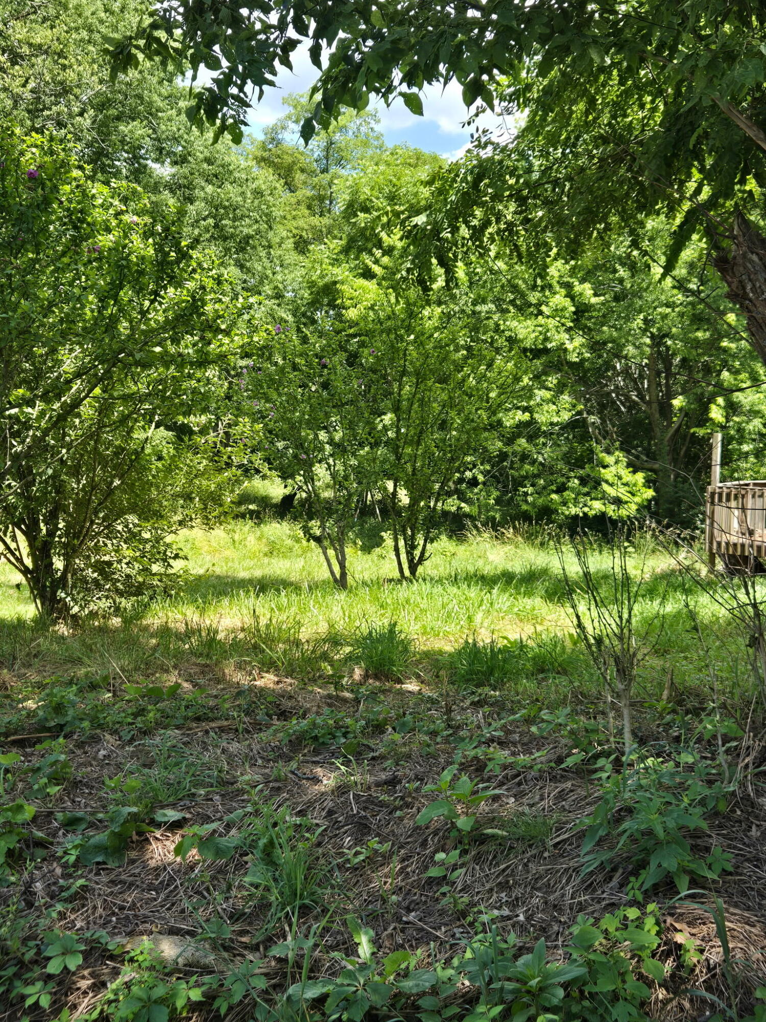 25 Leaning Oak Road Property Photo 4