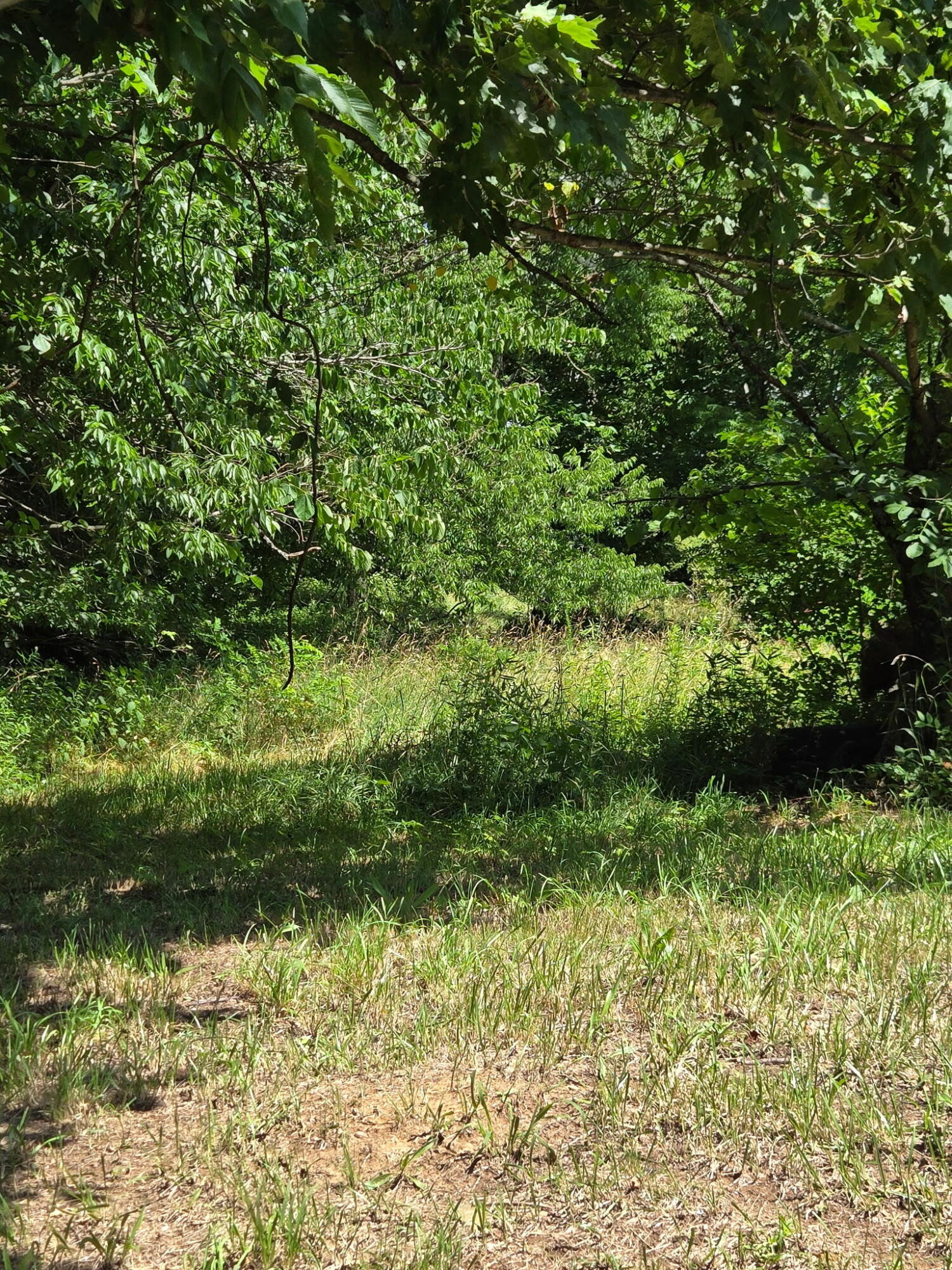 25 Leaning Oak Road Property Photo 6