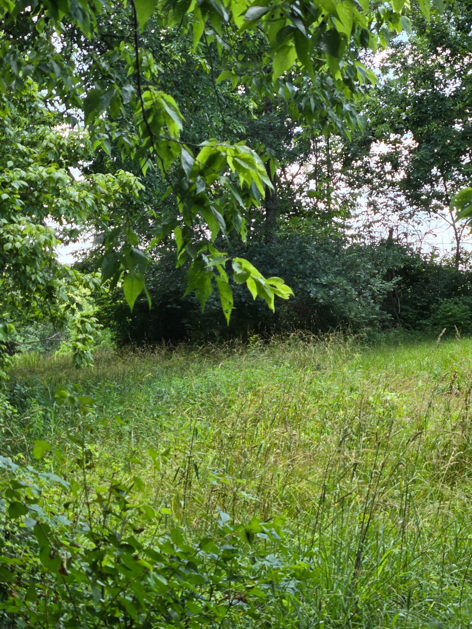 25 Leaning Oak Road Property Photo 11