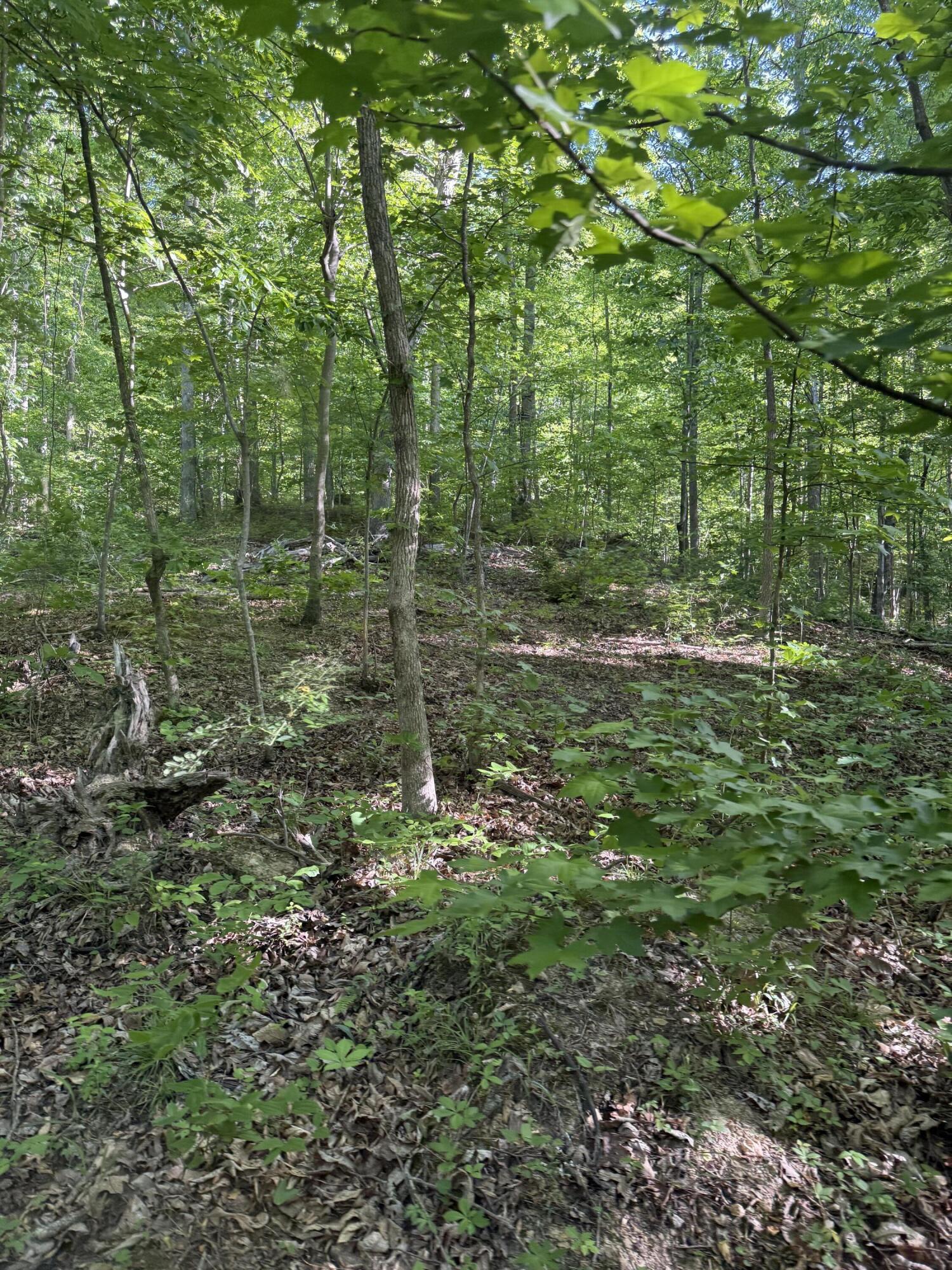 345 Sam Baughman Road Property Photo 5