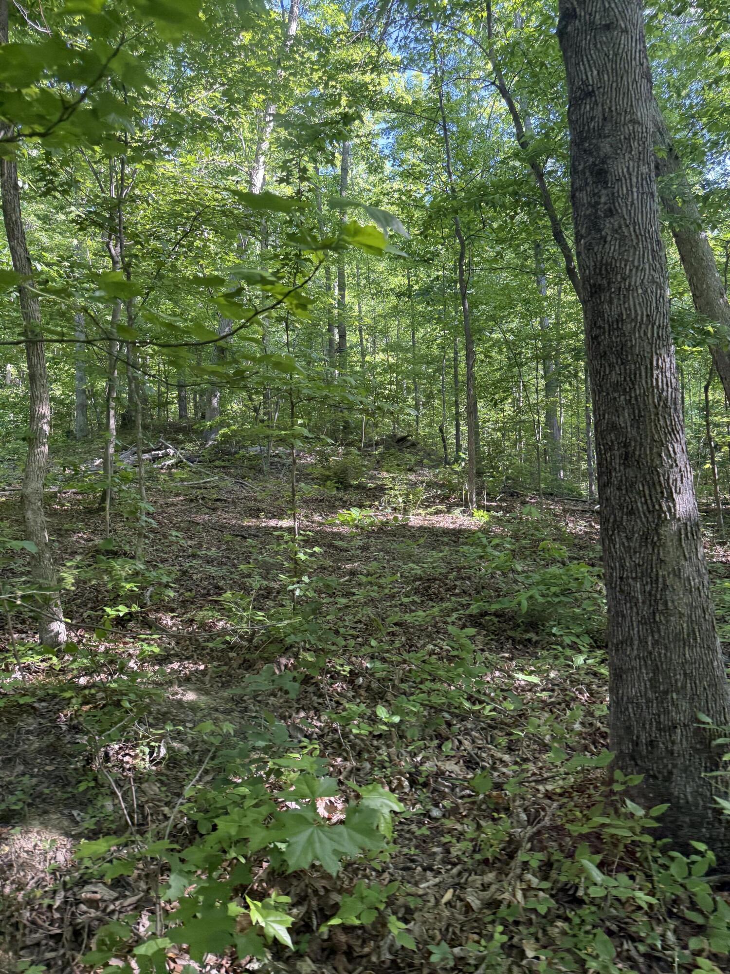 345 Sam Baughman Road Property Photo 6