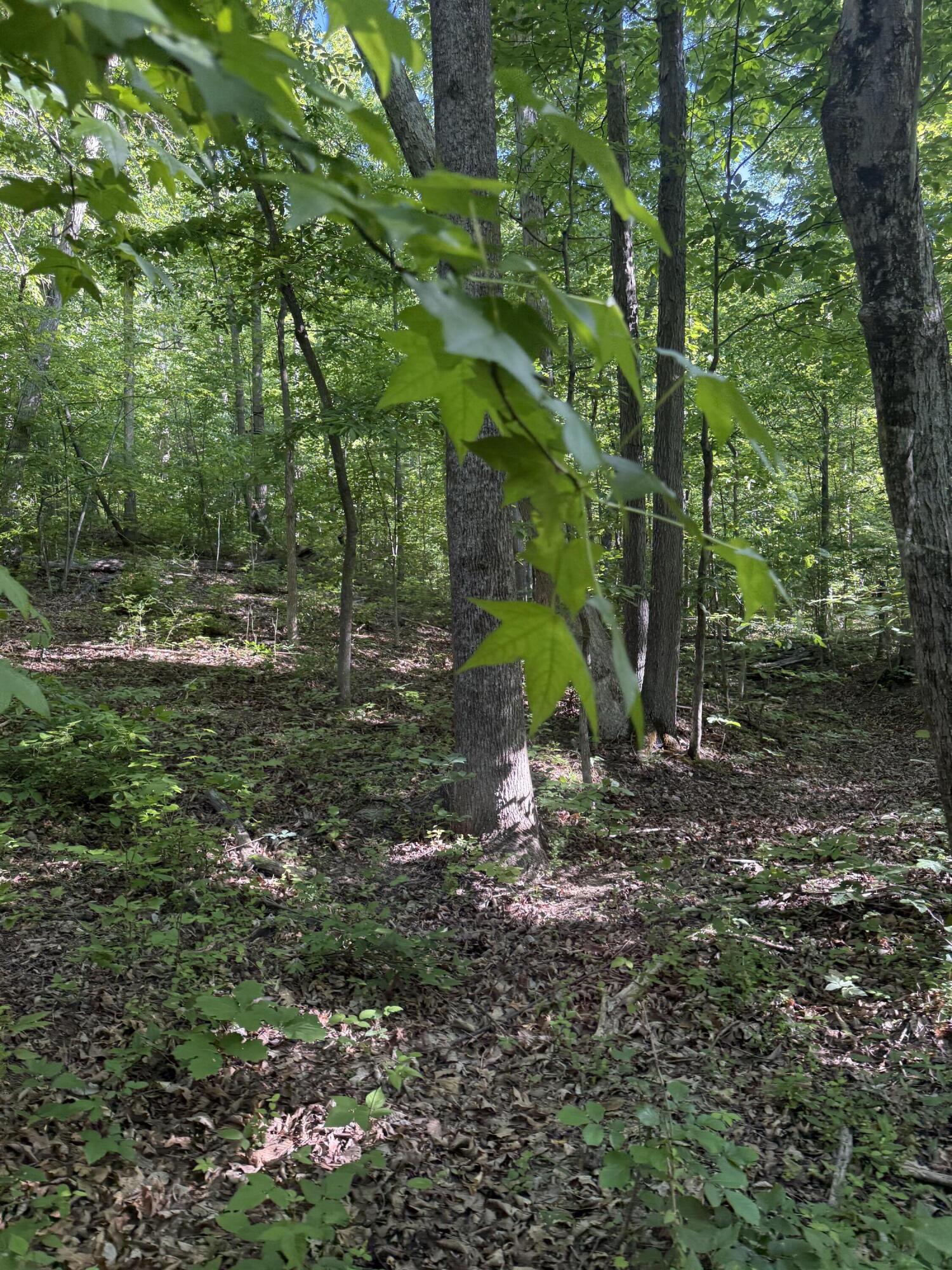 345 Sam Baughman Road Property Photo 8