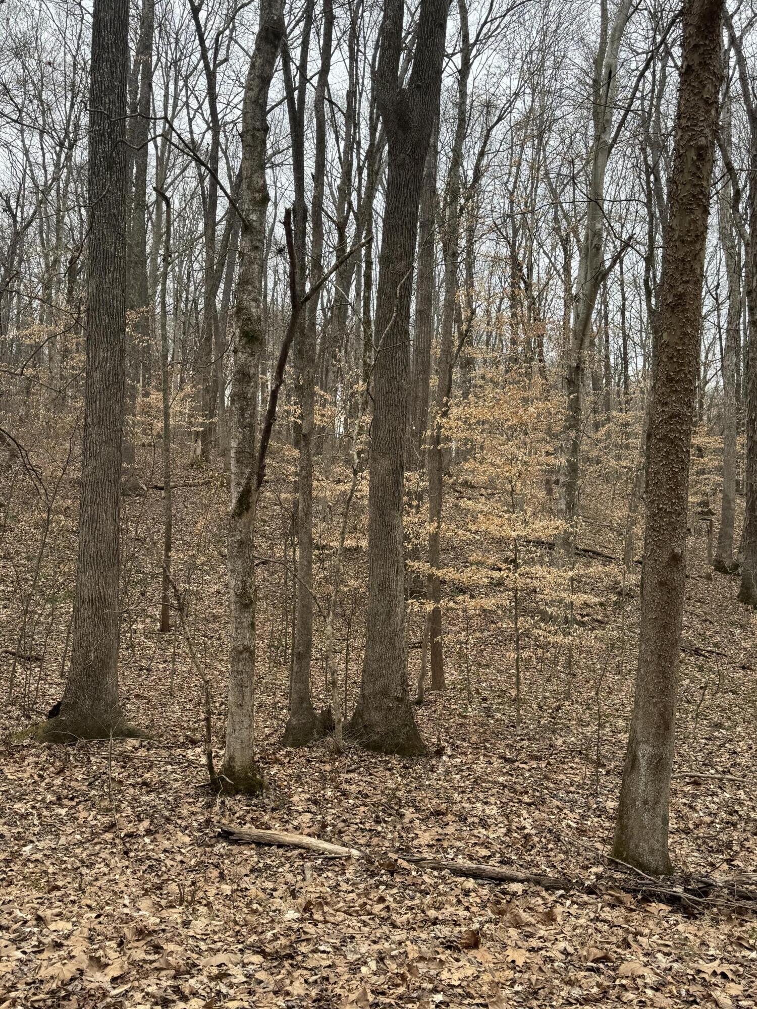 Lot 87 Periwinkle Hill Road Property Photo 6