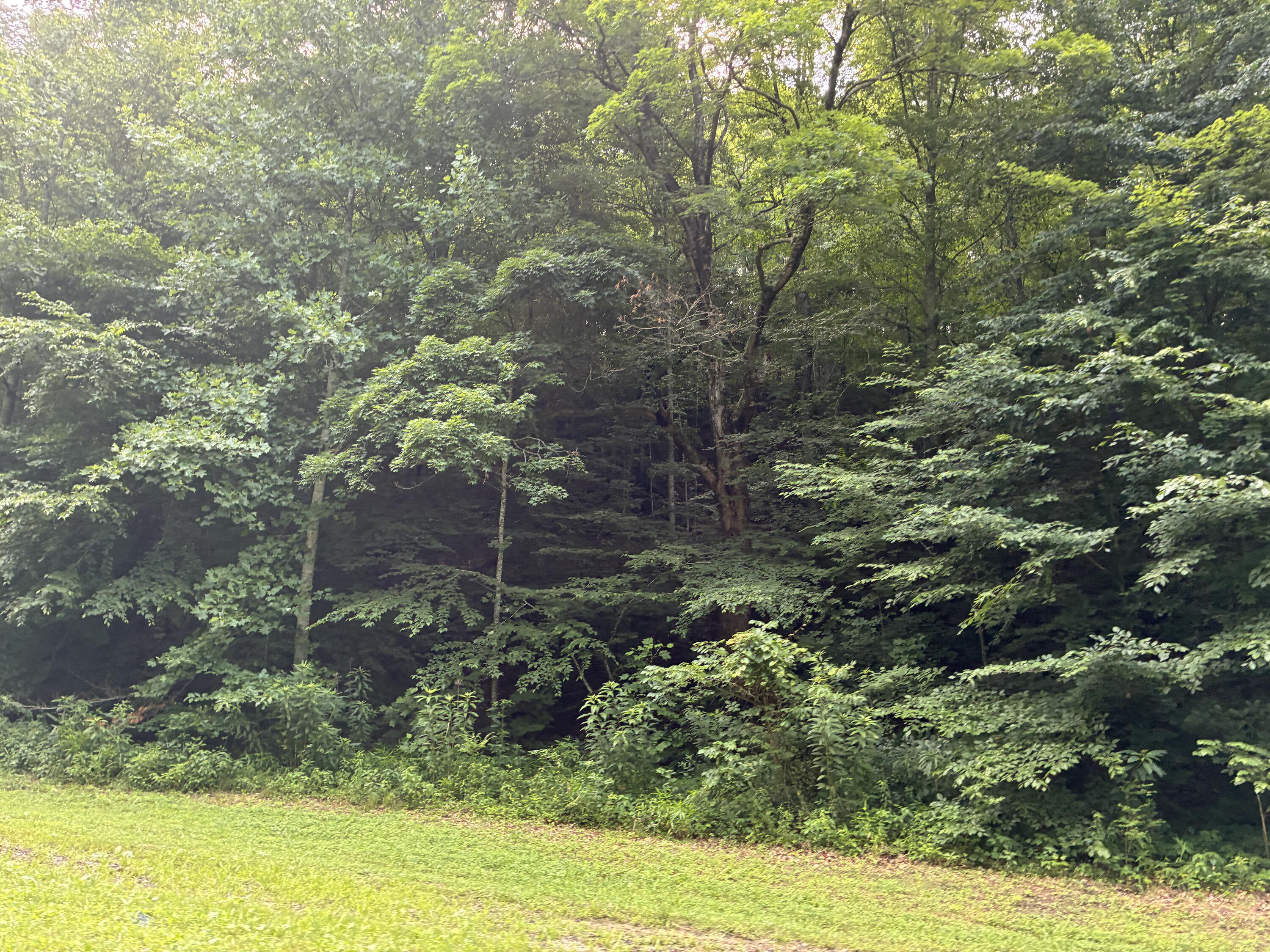 7466 Hawkins Branch Road Property Photo 25