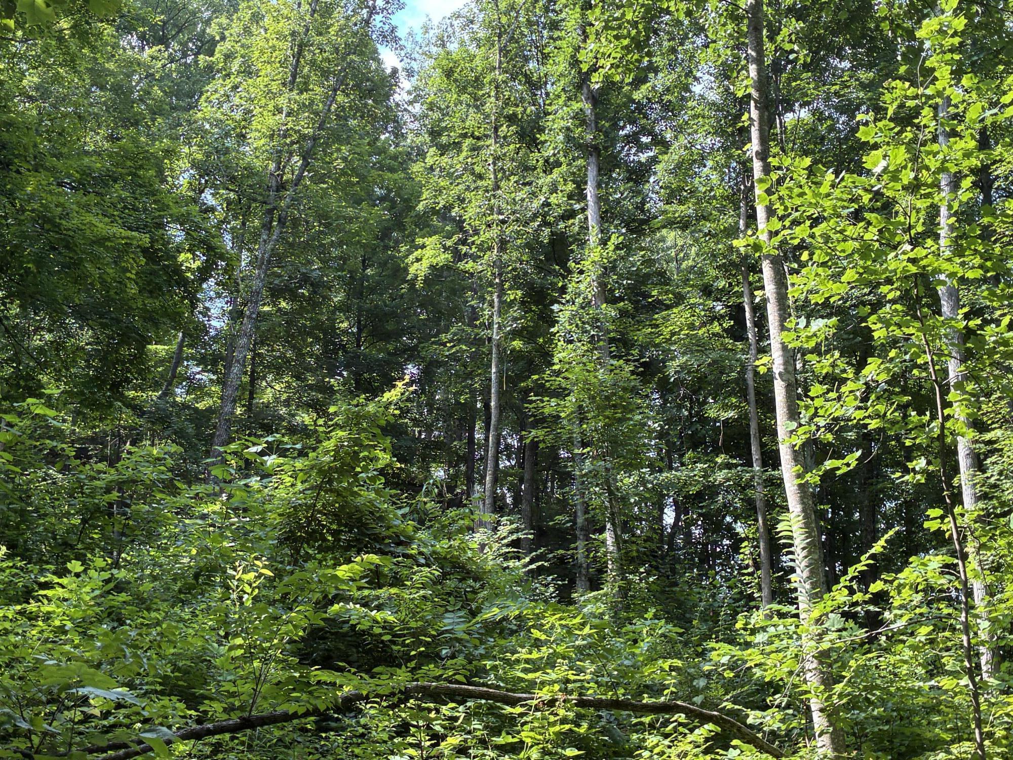 7466 Hawkins Branch Road Property Photo 33