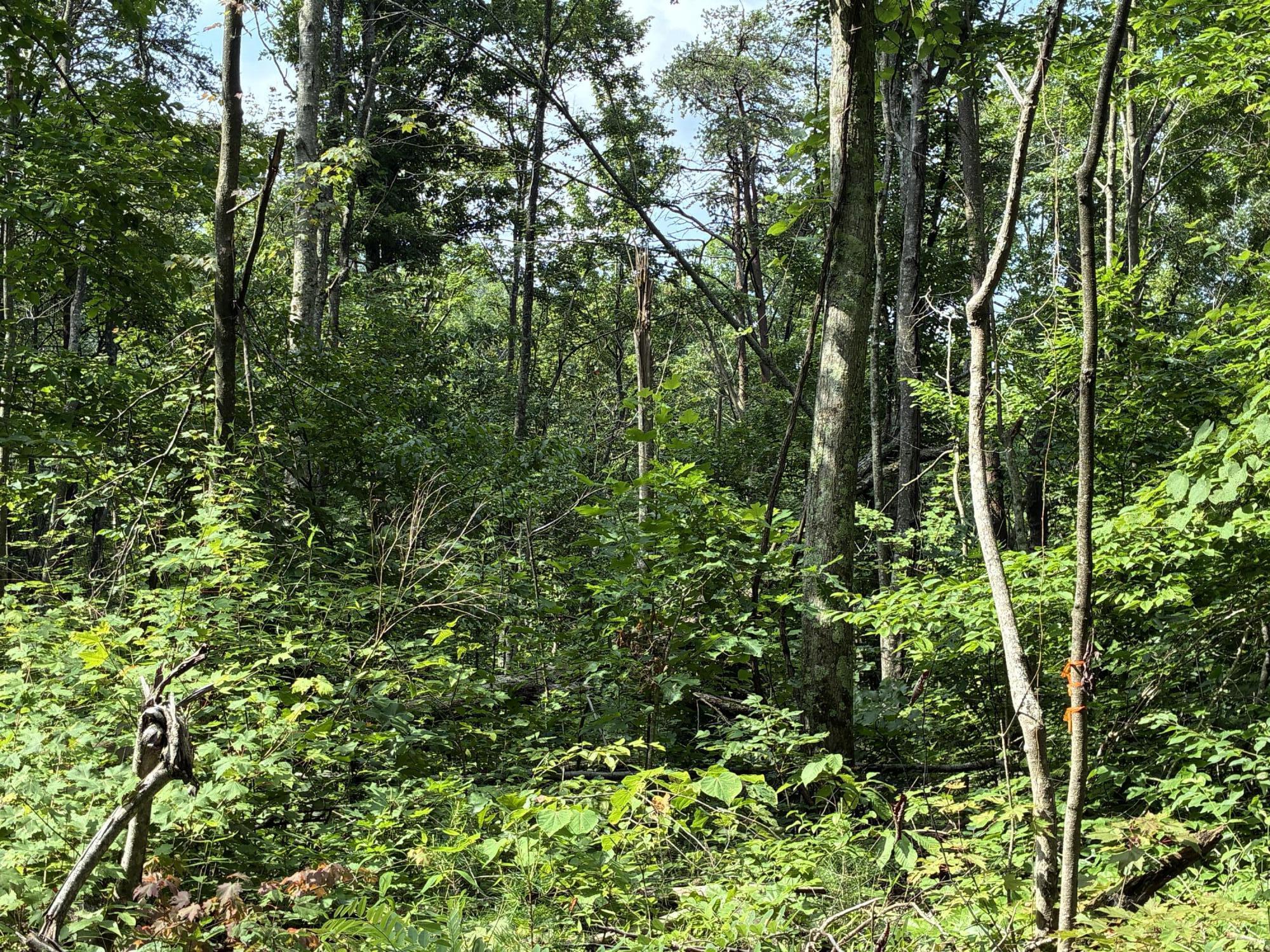 7466 Hawkins Branch Road Property Photo 35