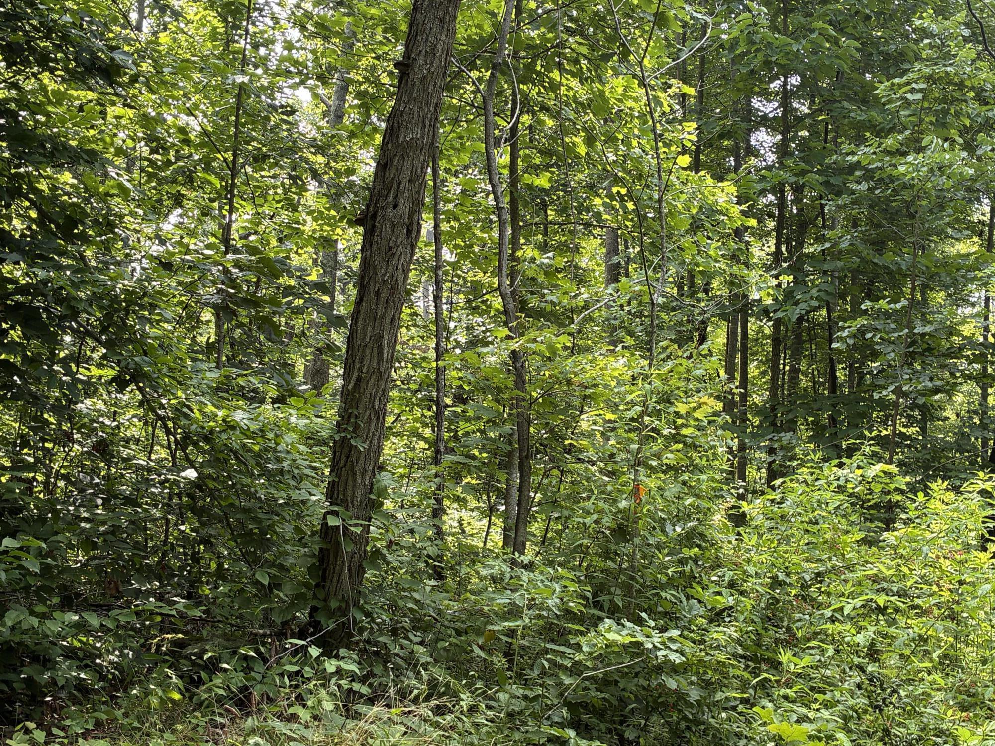 7466 Hawkins Branch Road Property Photo 36