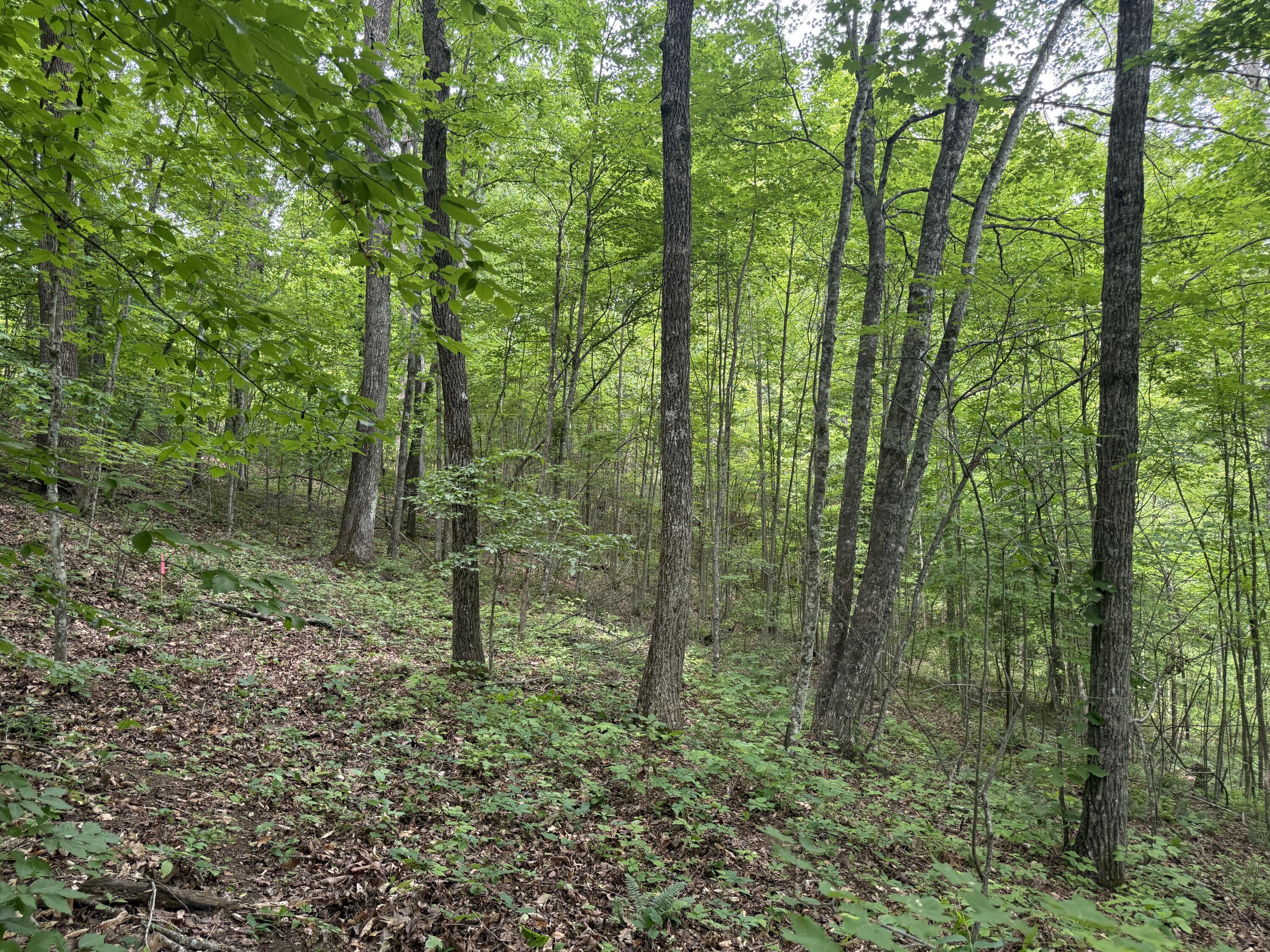 Lot 167 Ashland Camp Loop Property Photo 3