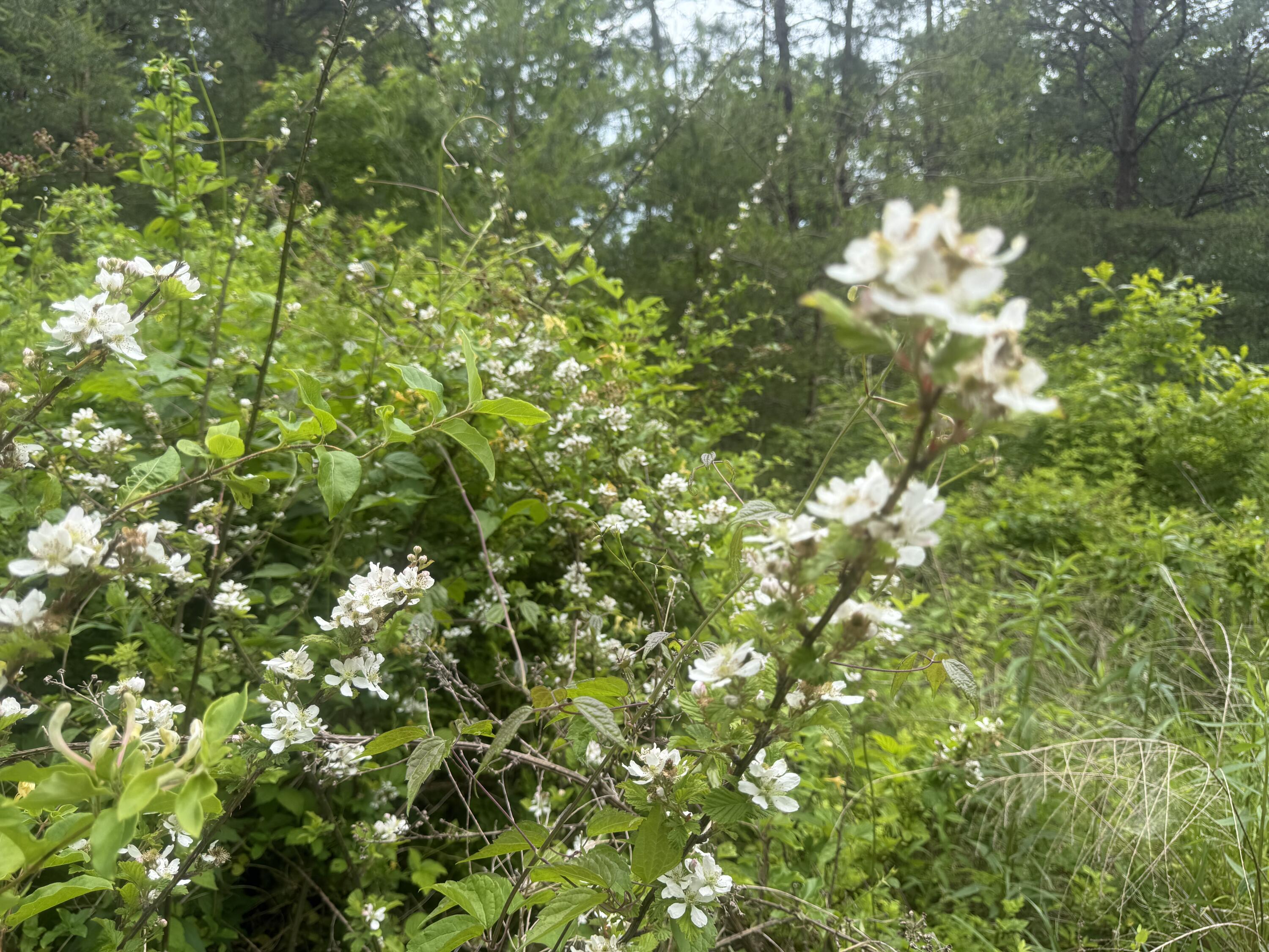 Lot 167 Ashland Camp Loop Property Photo 10