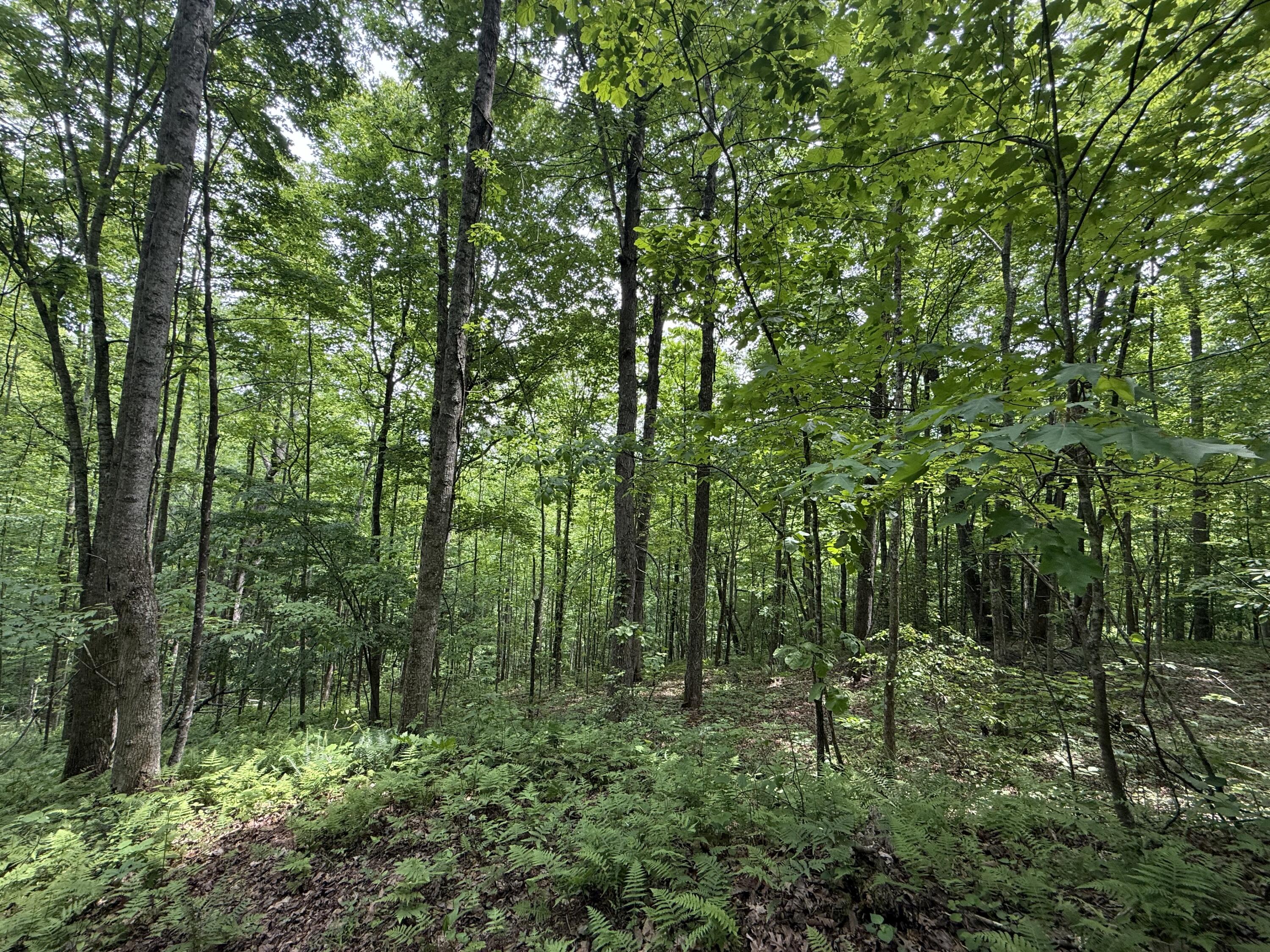 Lot 164 Ashland Camp Loop Property Photo 5