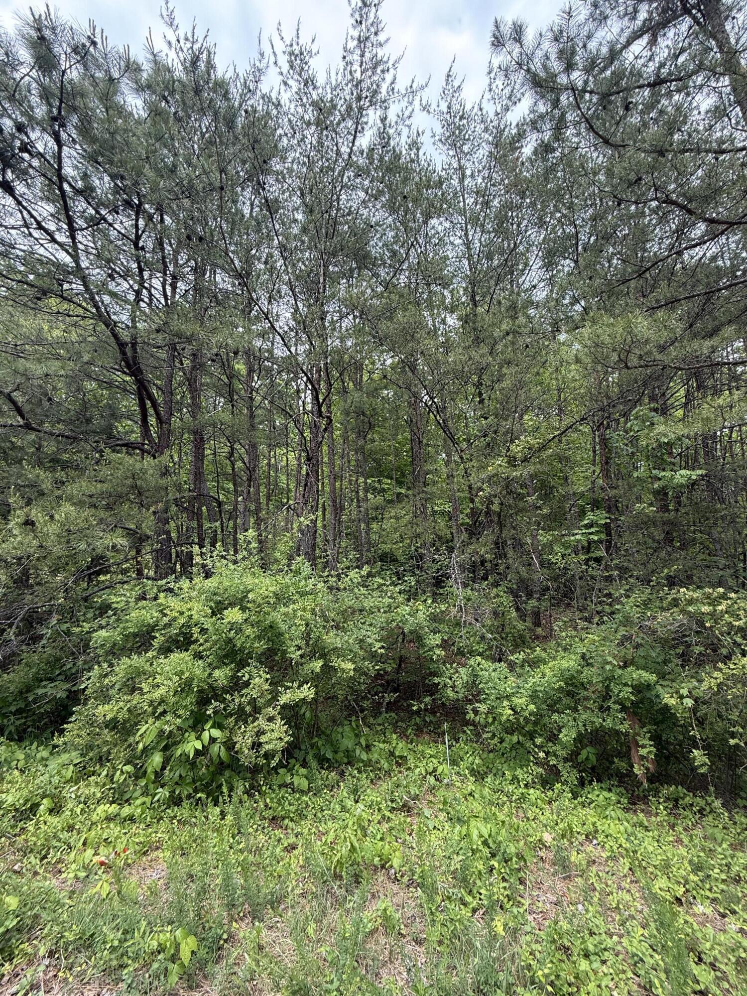 Lot 164 Ashland Camp Loop Property Photo 6