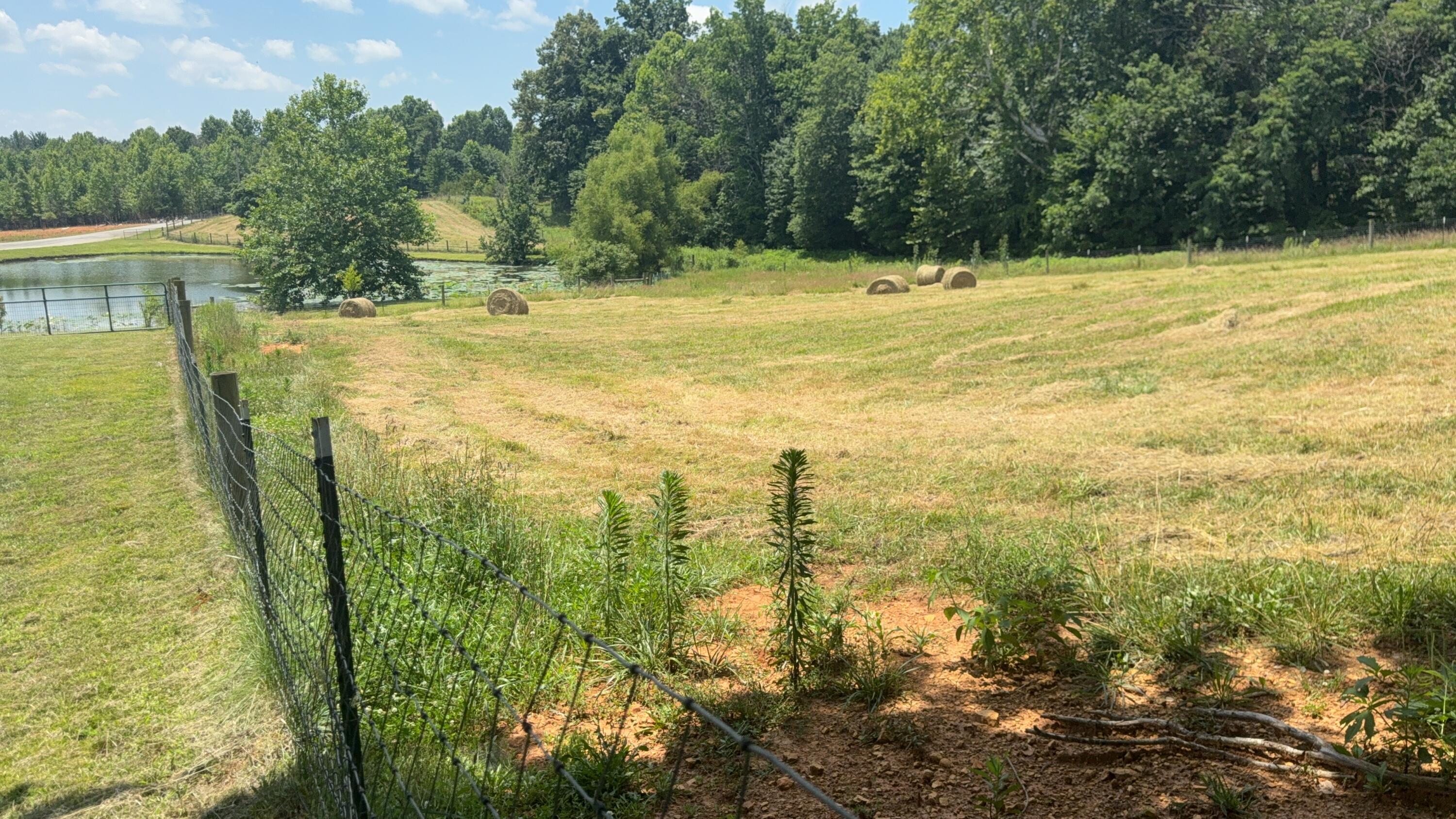 979 Walnut Grove School Rd Road Property Photo 18