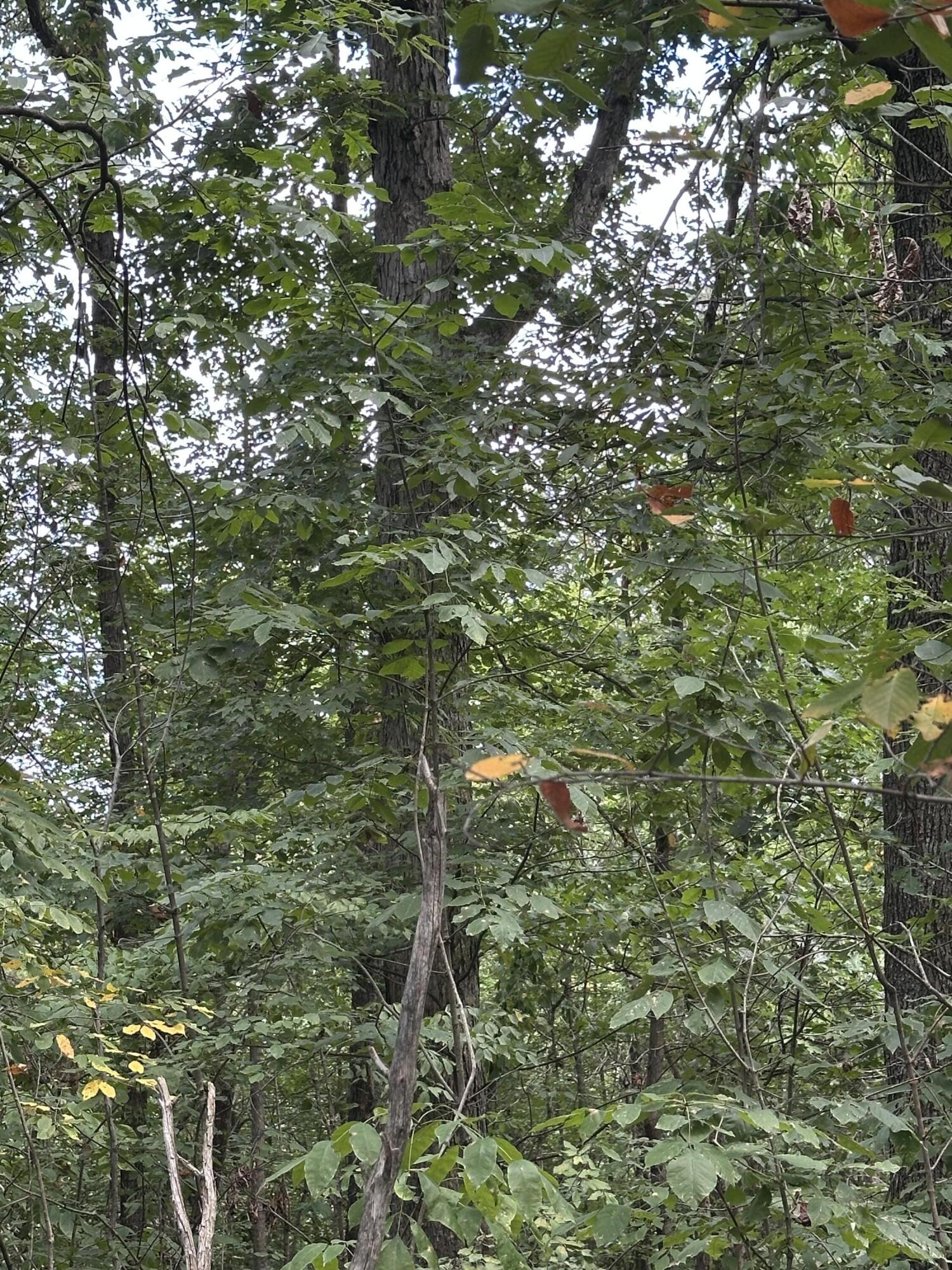 1013 Donahue Property Photo 11