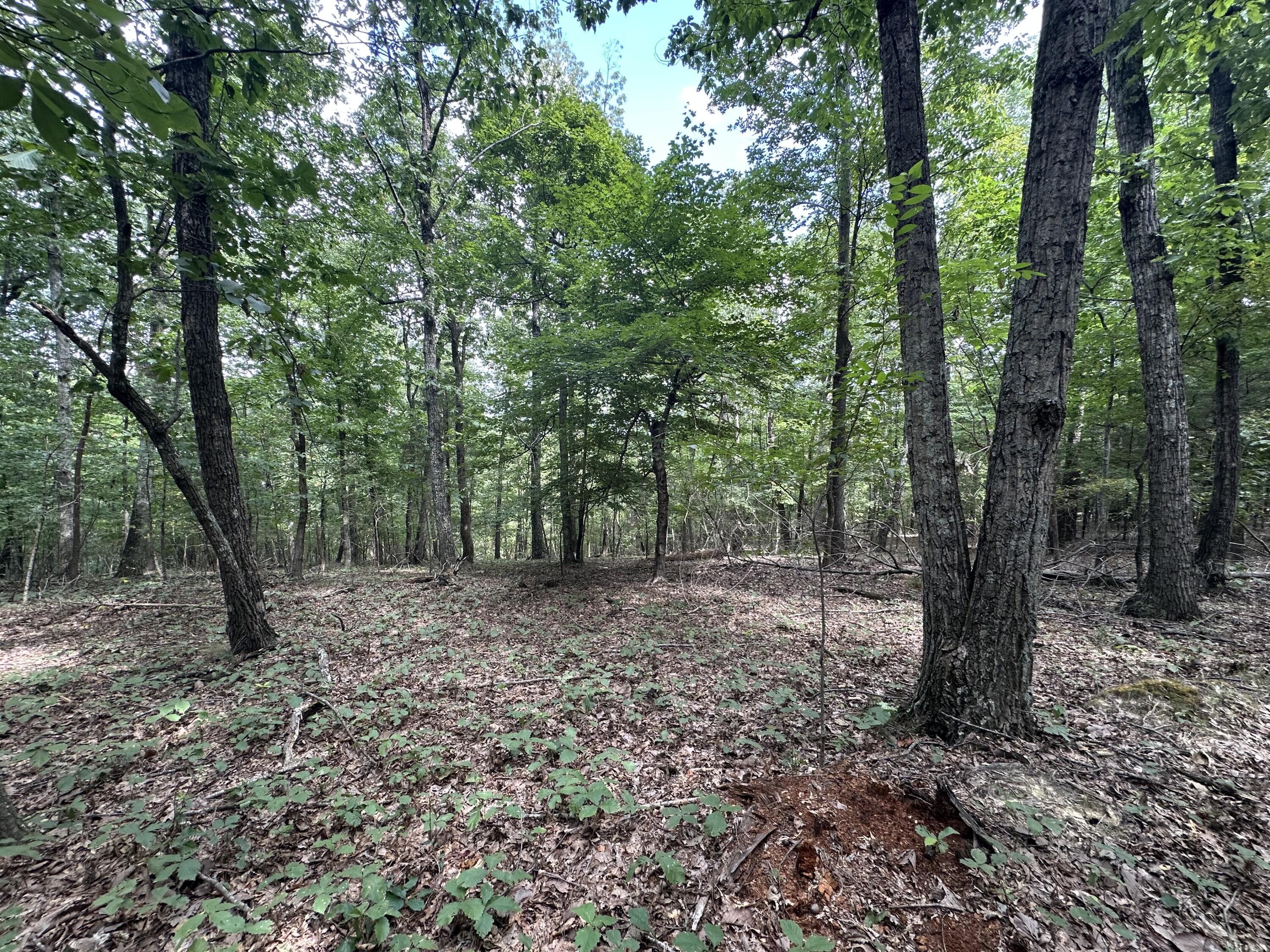 1013 Donahue Property Photo 12