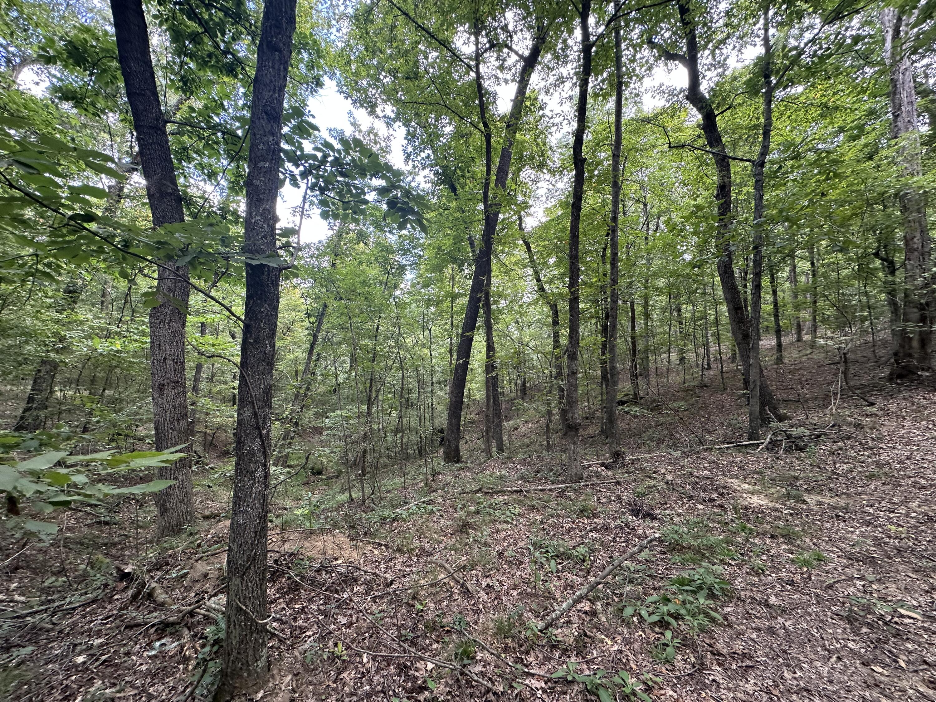 1013 Donahue Property Photo 13