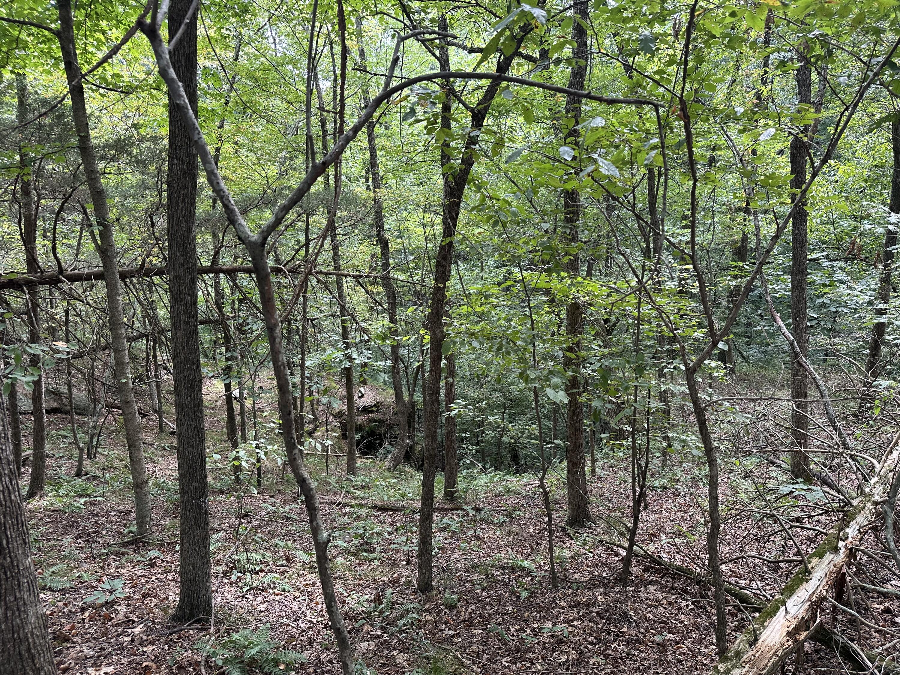 1013 Donahue Property Photo 17
