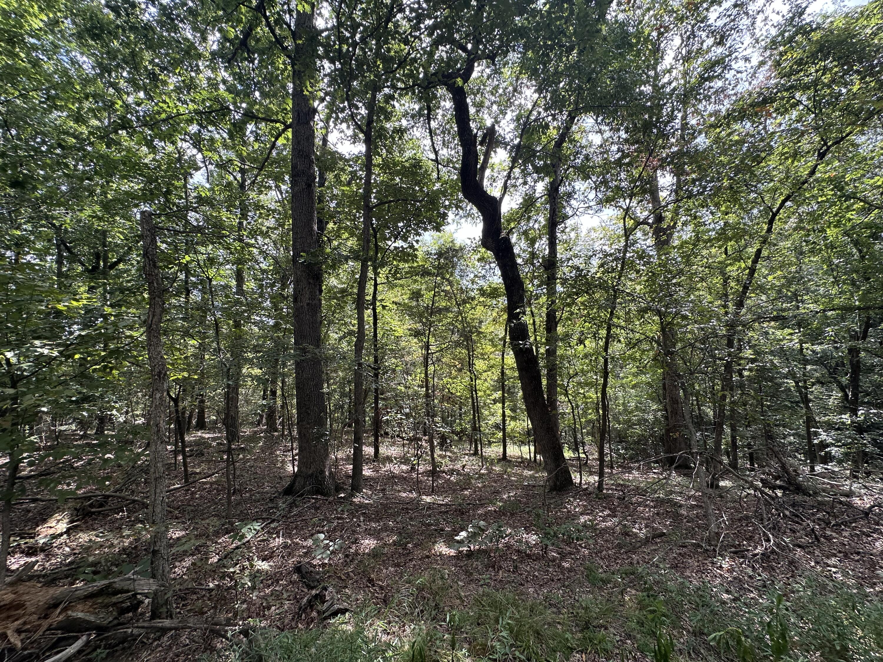 1013 Donahue Property Photo 18