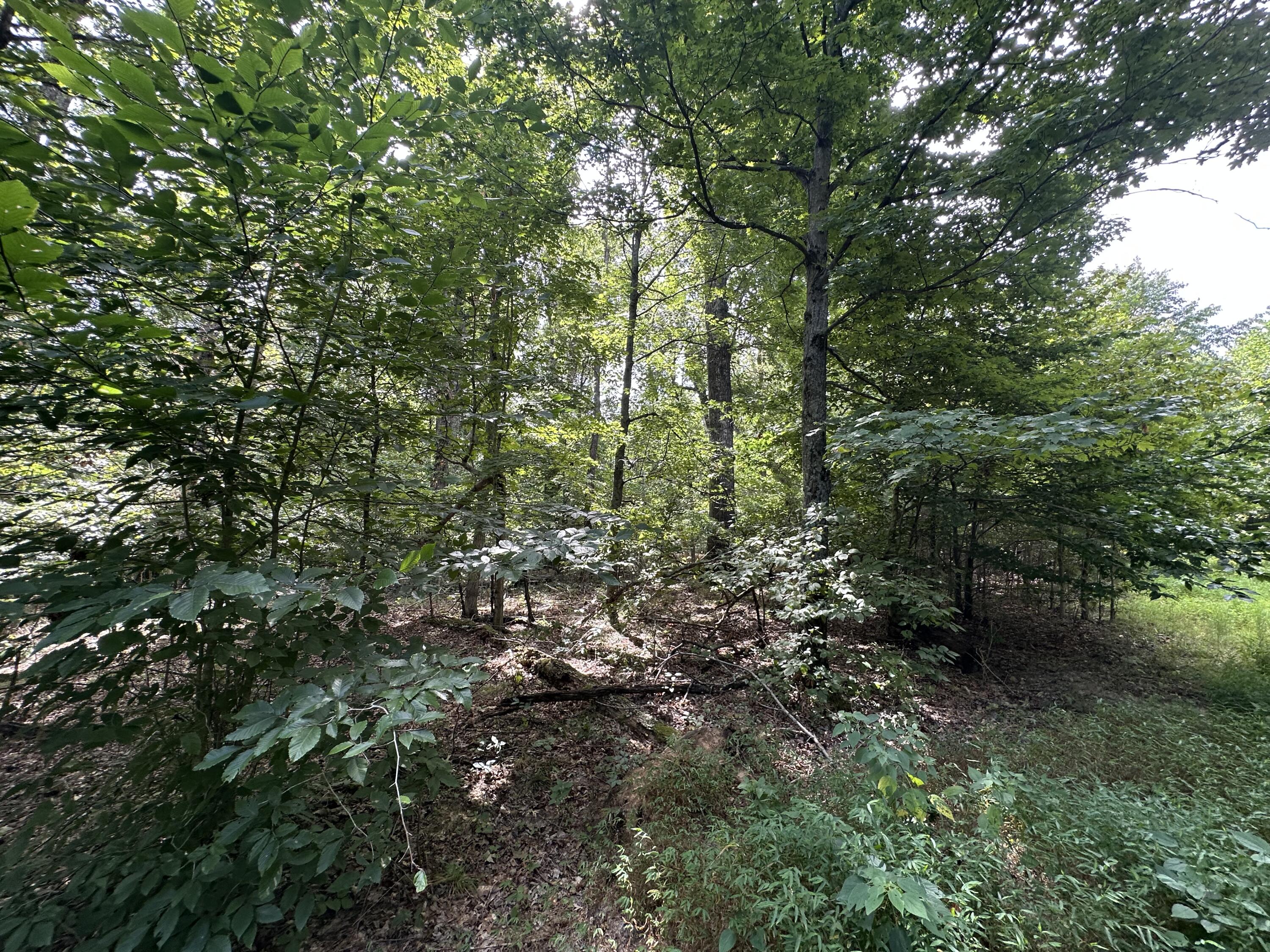 1013 Donahue Property Photo 19