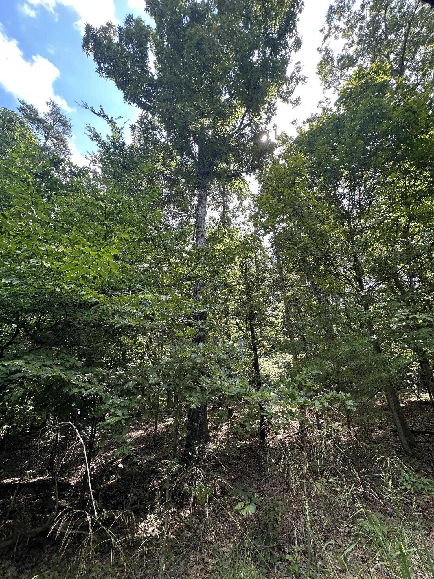 1013 Donahue Property Photo 20