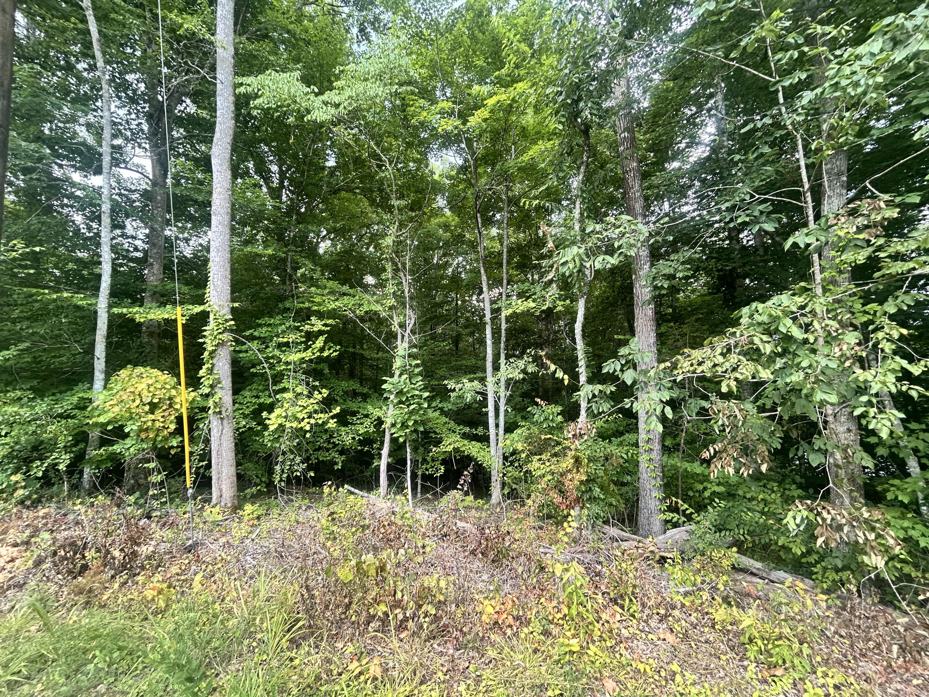 Tract 68-70 Cd Dogwood Drive Property Photo 3
