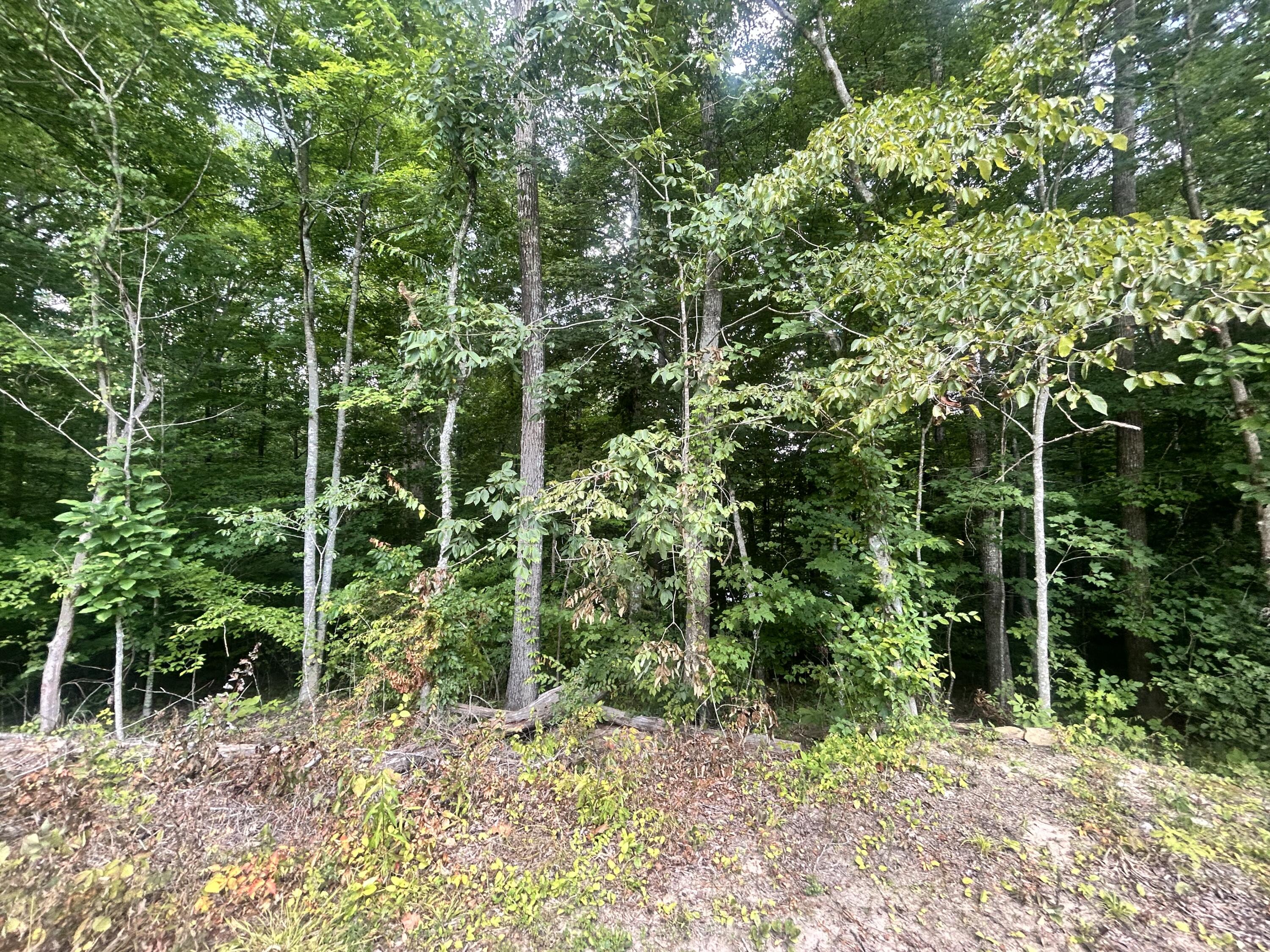 Tract 68-70 Cd Dogwood Drive Property Photo 4