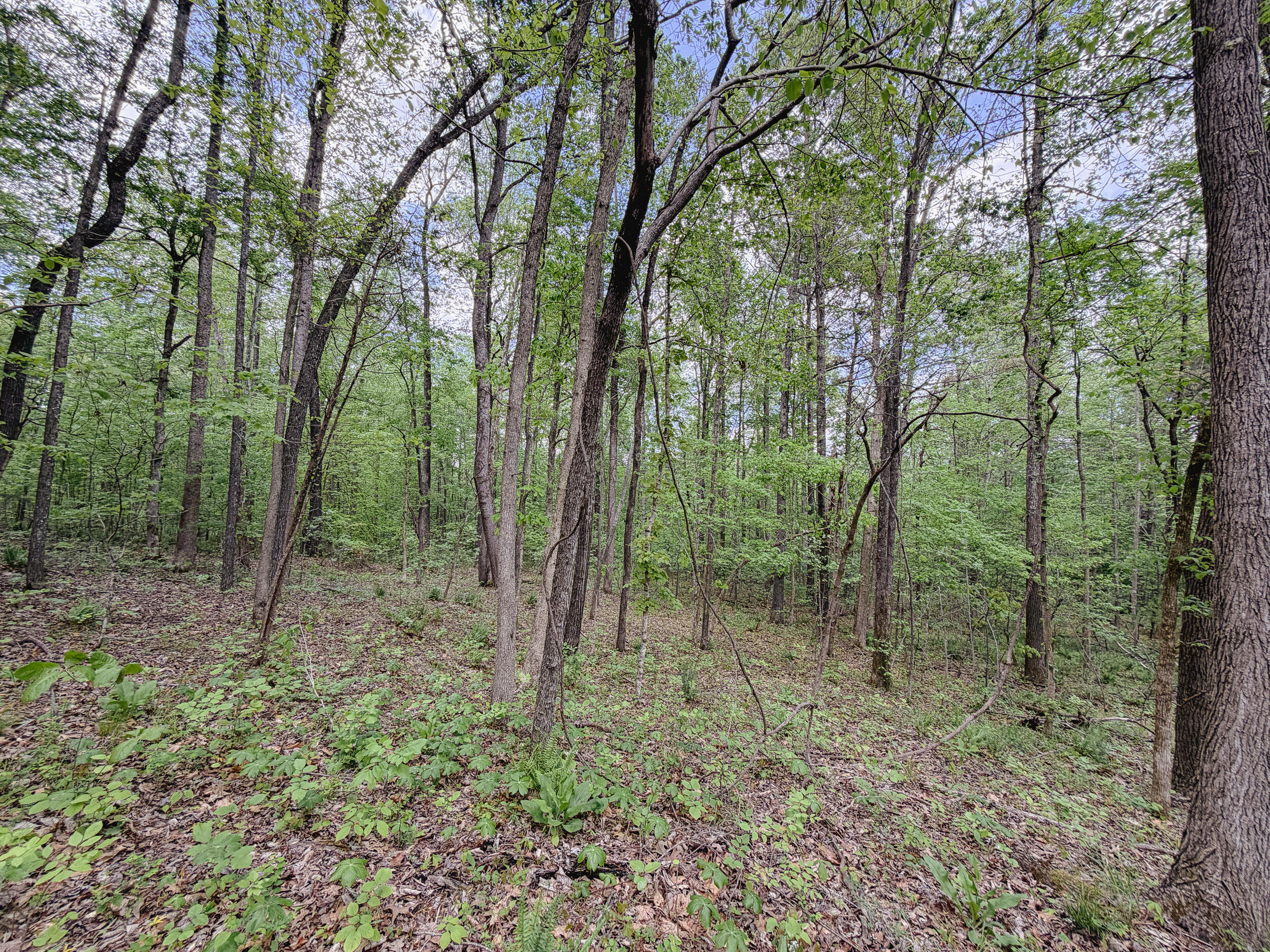 406 Lakewood Road Tract 1 Property Photo 8
