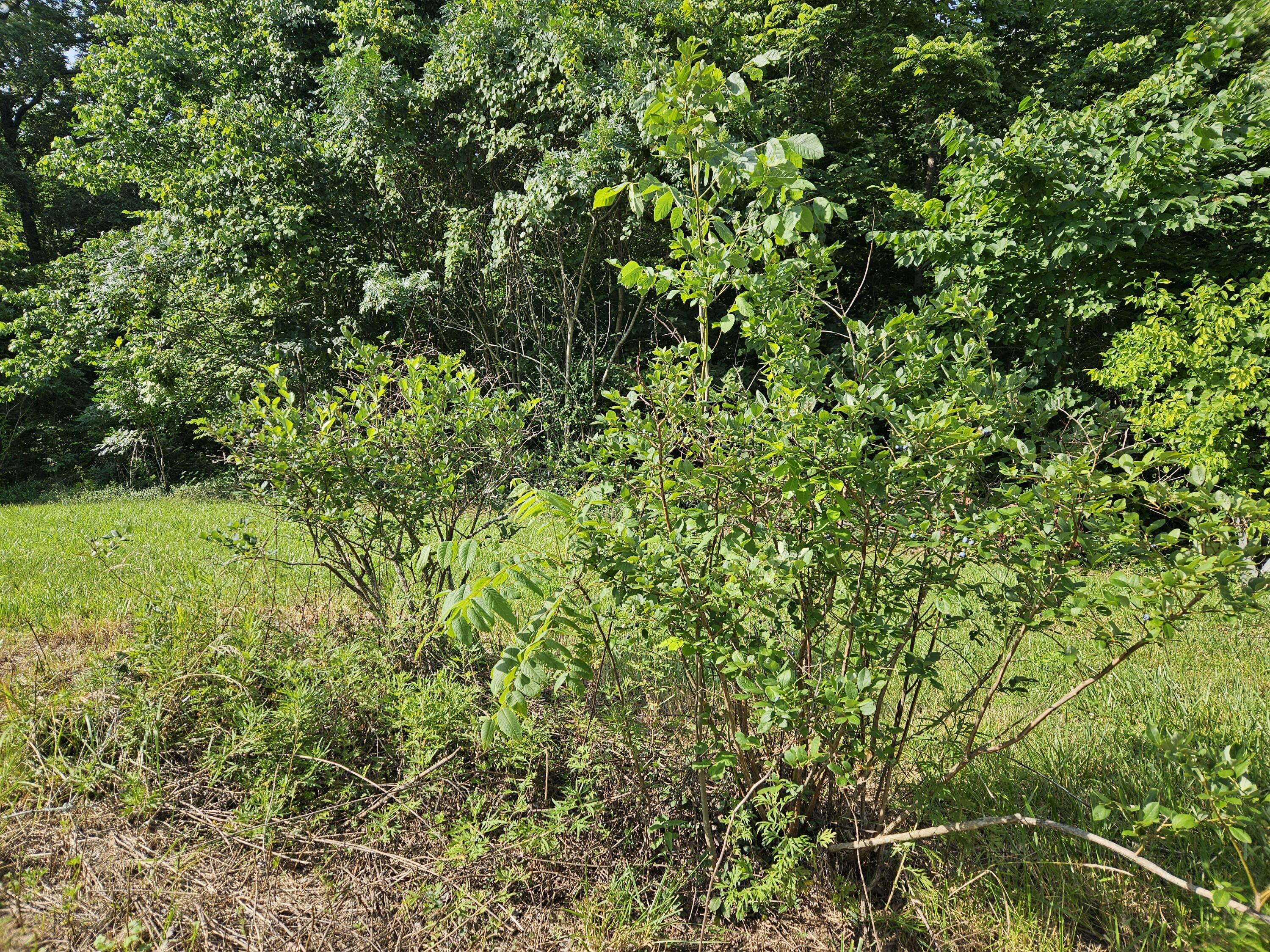 3817 Kentucky 501 Property Photo 7