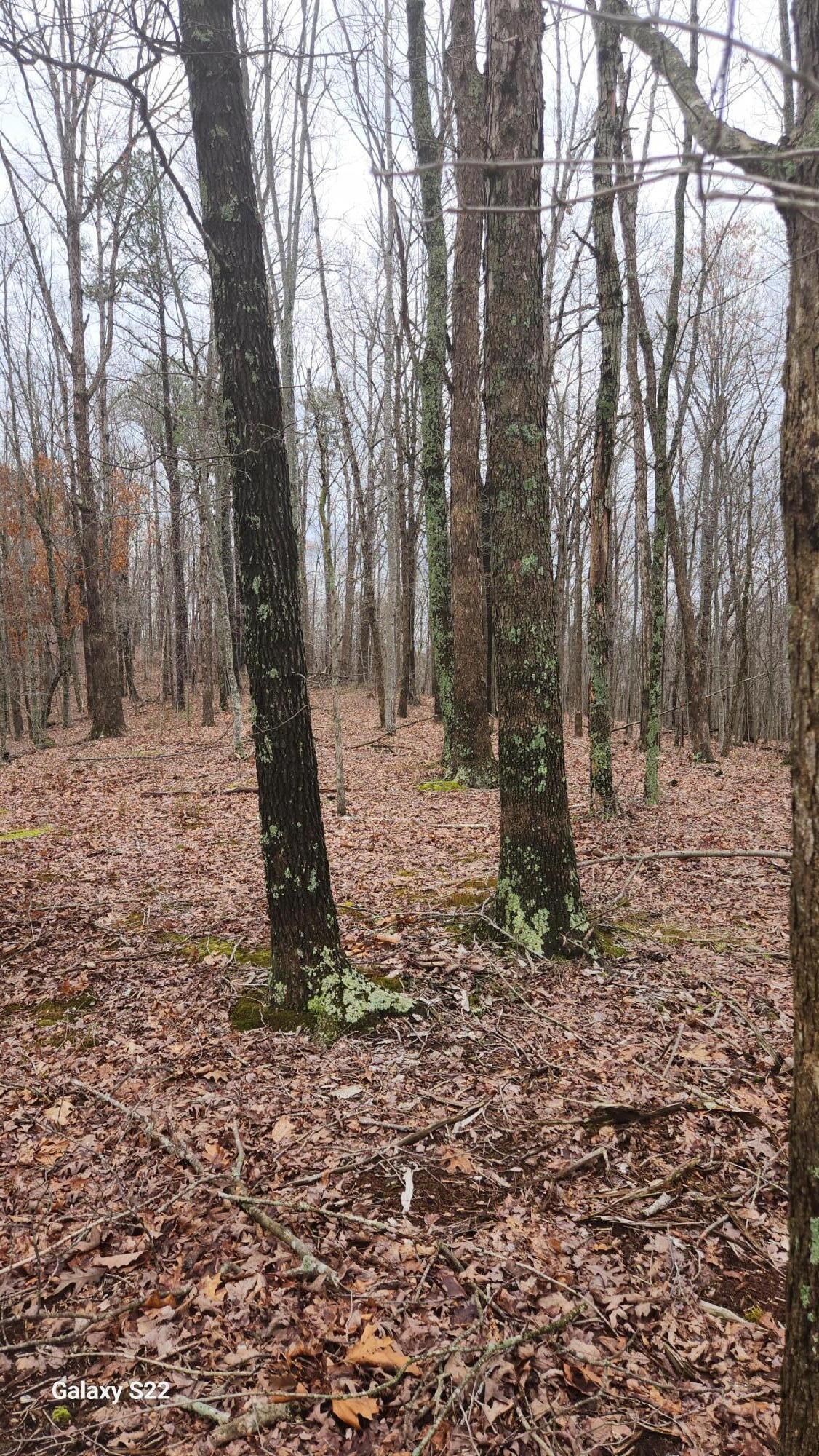 3504 East Fork Road Property Photo 5