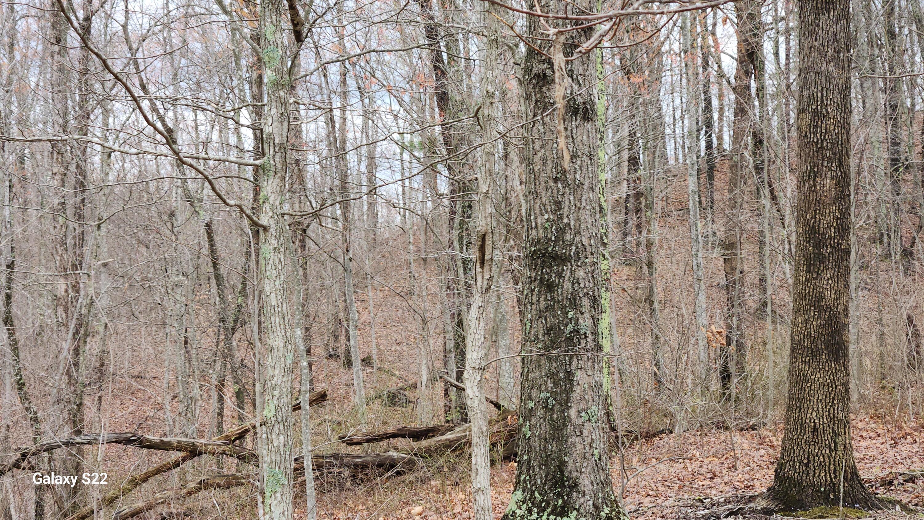 3504 East Fork Road Property Photo 9