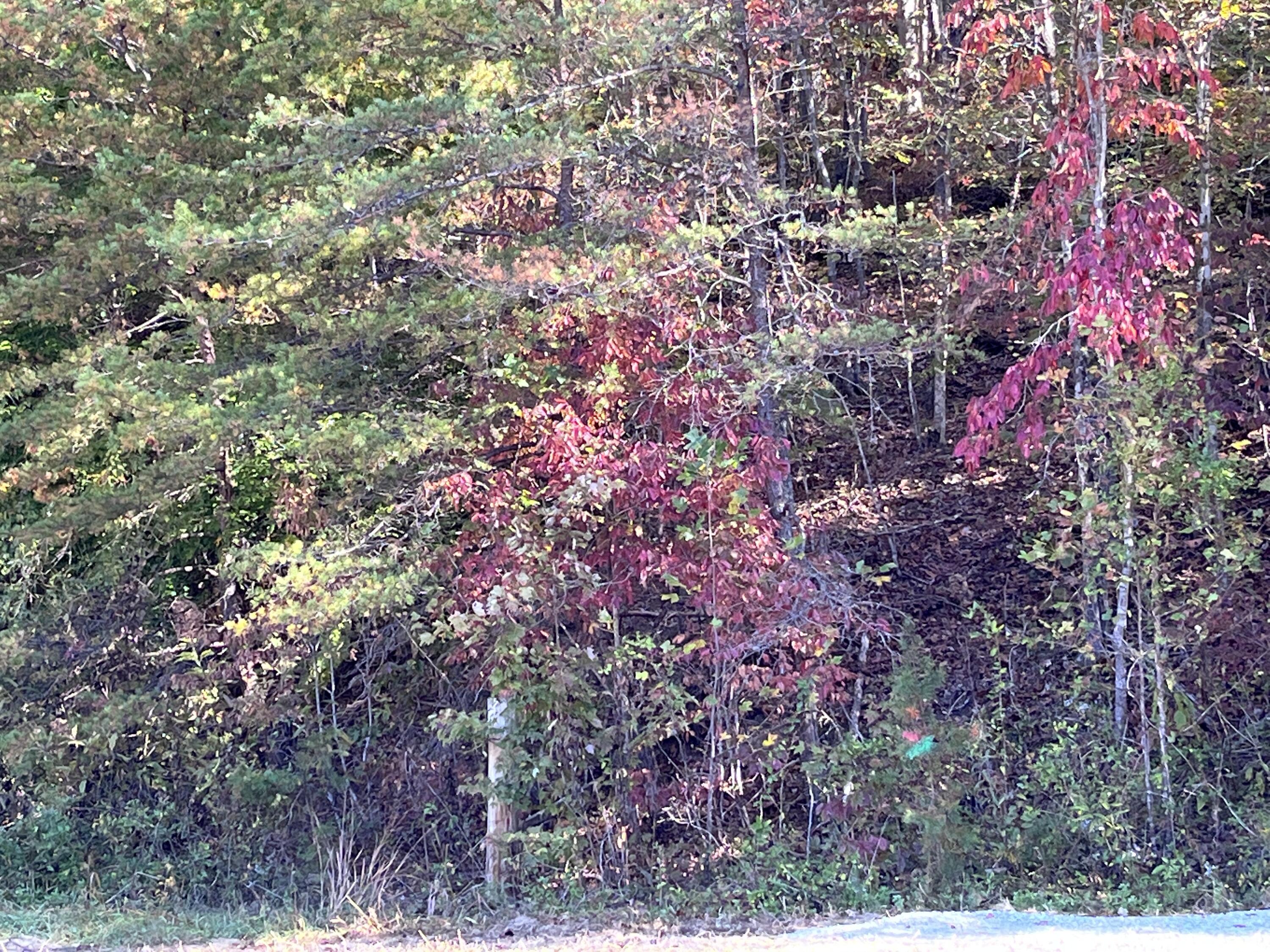 492 Lowder Fork Property Photo 2