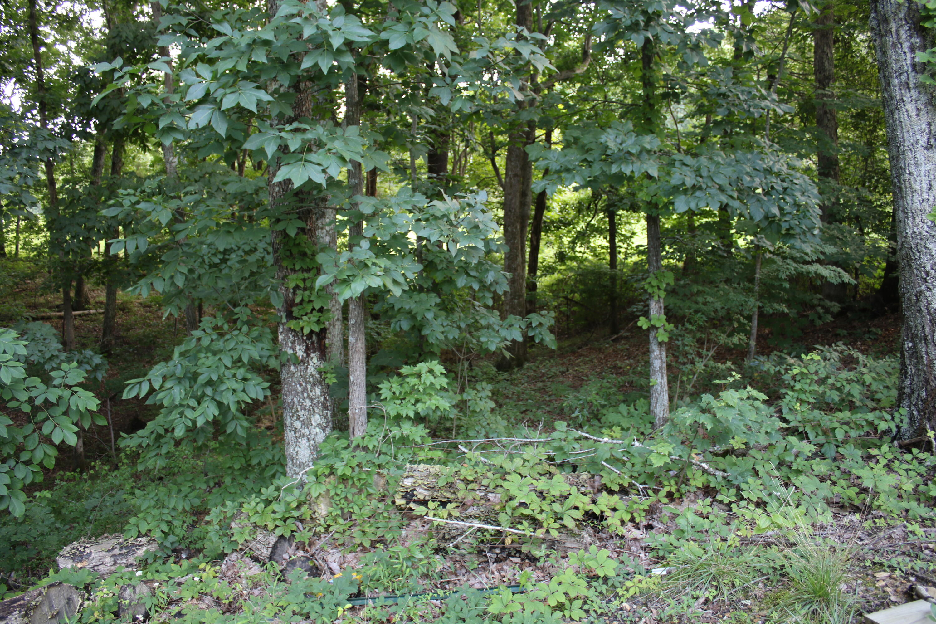 285 Von Linger Lane Property Photo 45