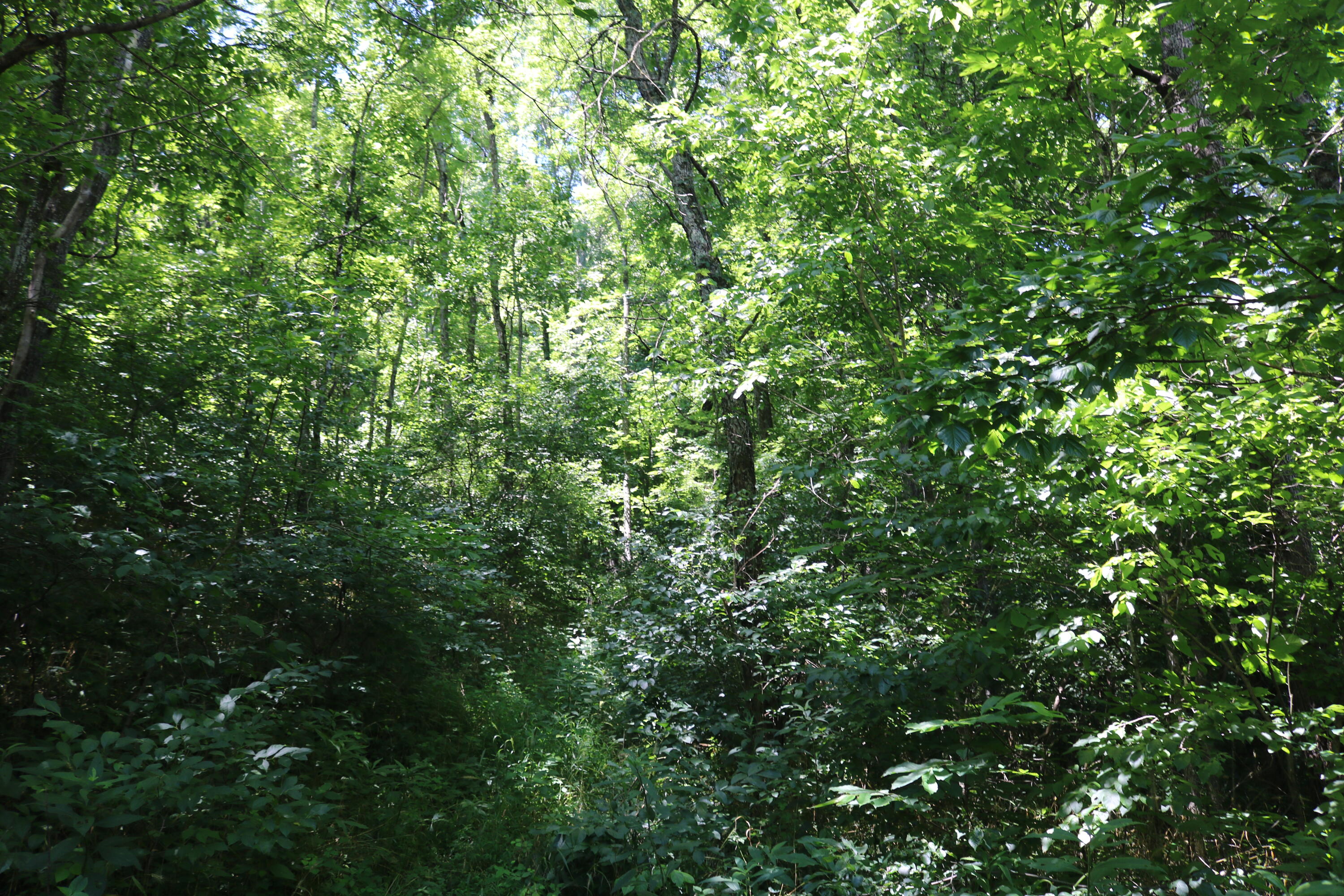 1-a Dog Walk Road Property Photo 4