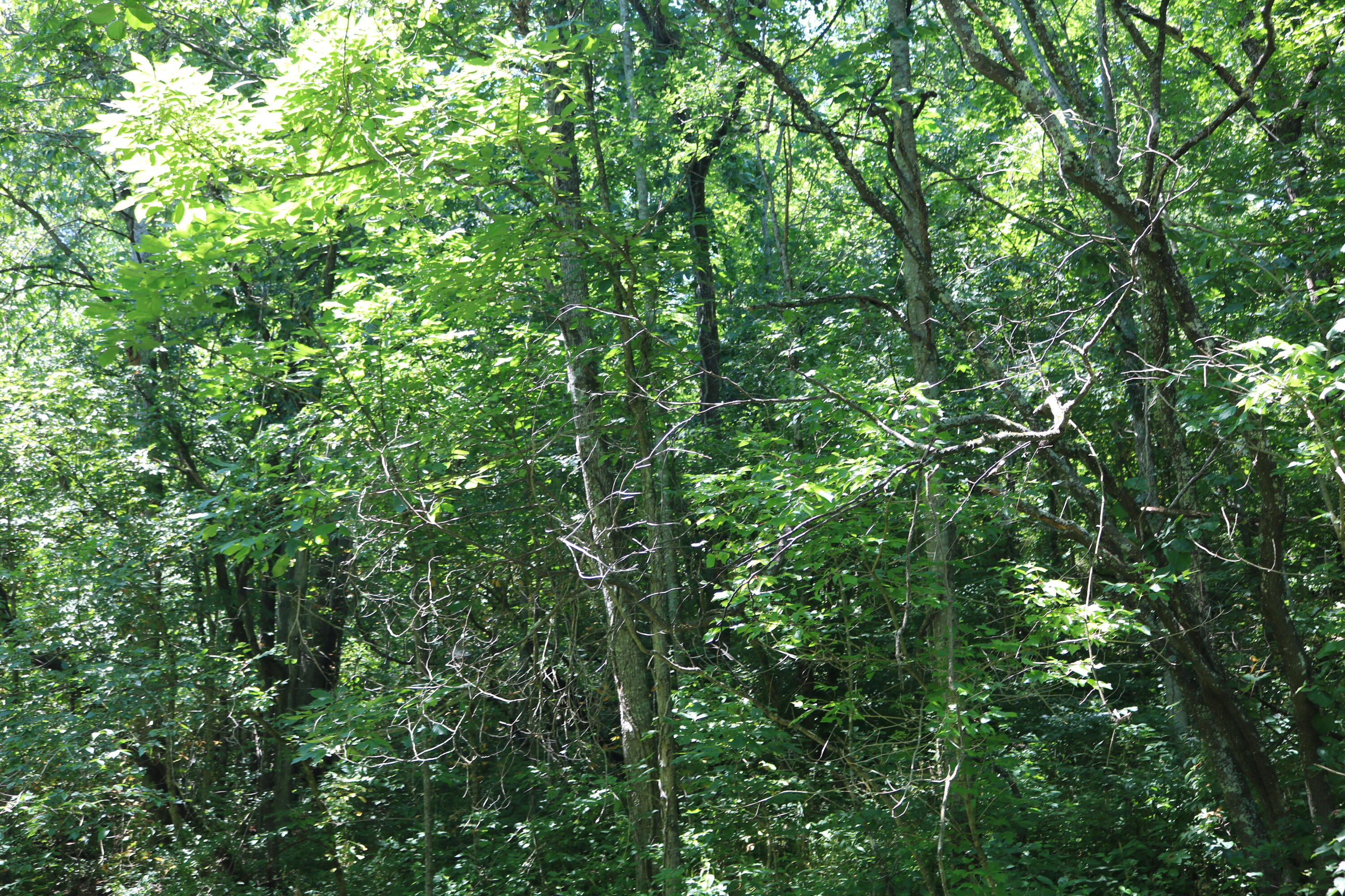 1-a Dog Walk Road Property Photo 8