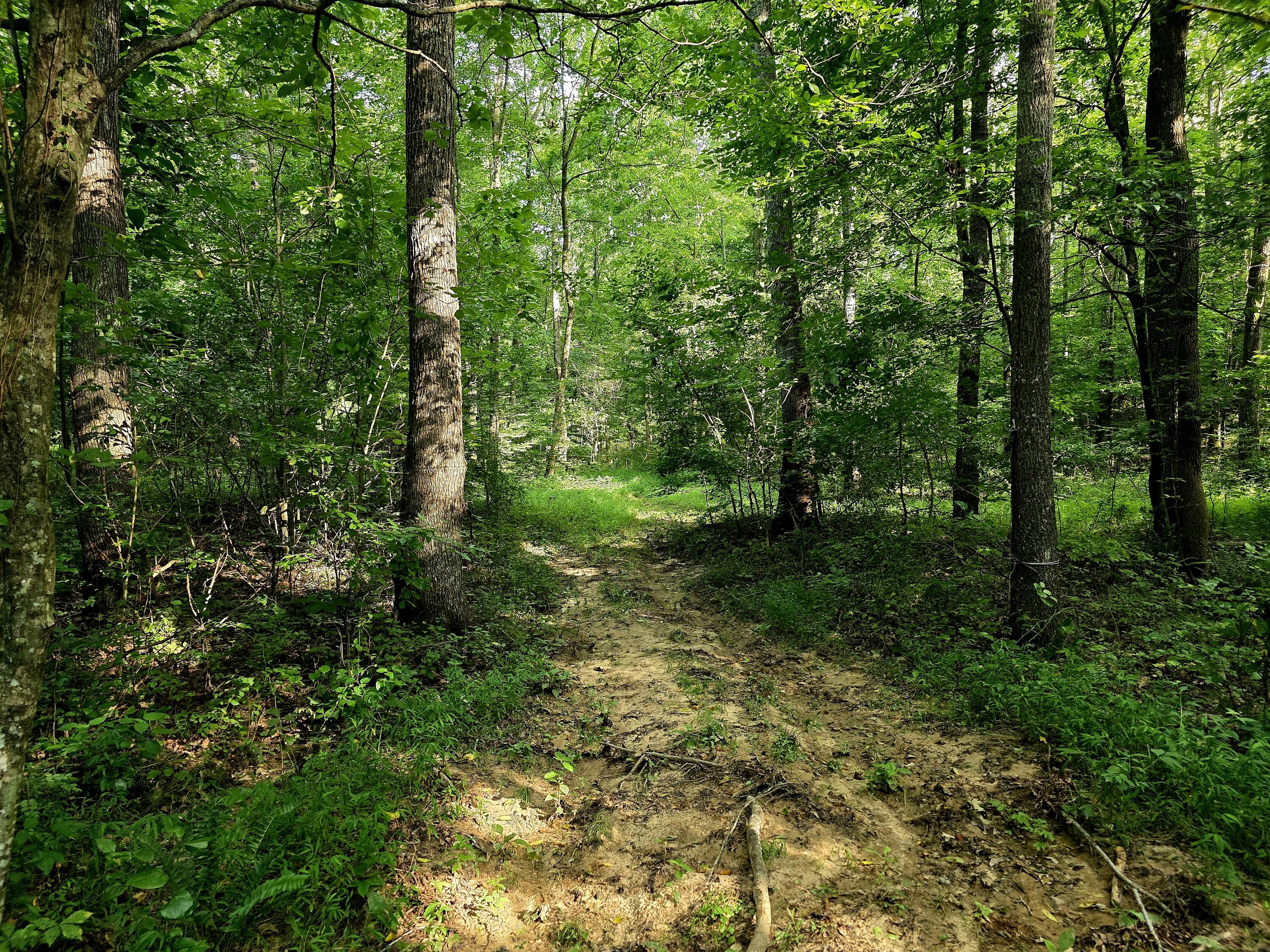 521 Cedar Knob Road Property Photo 6