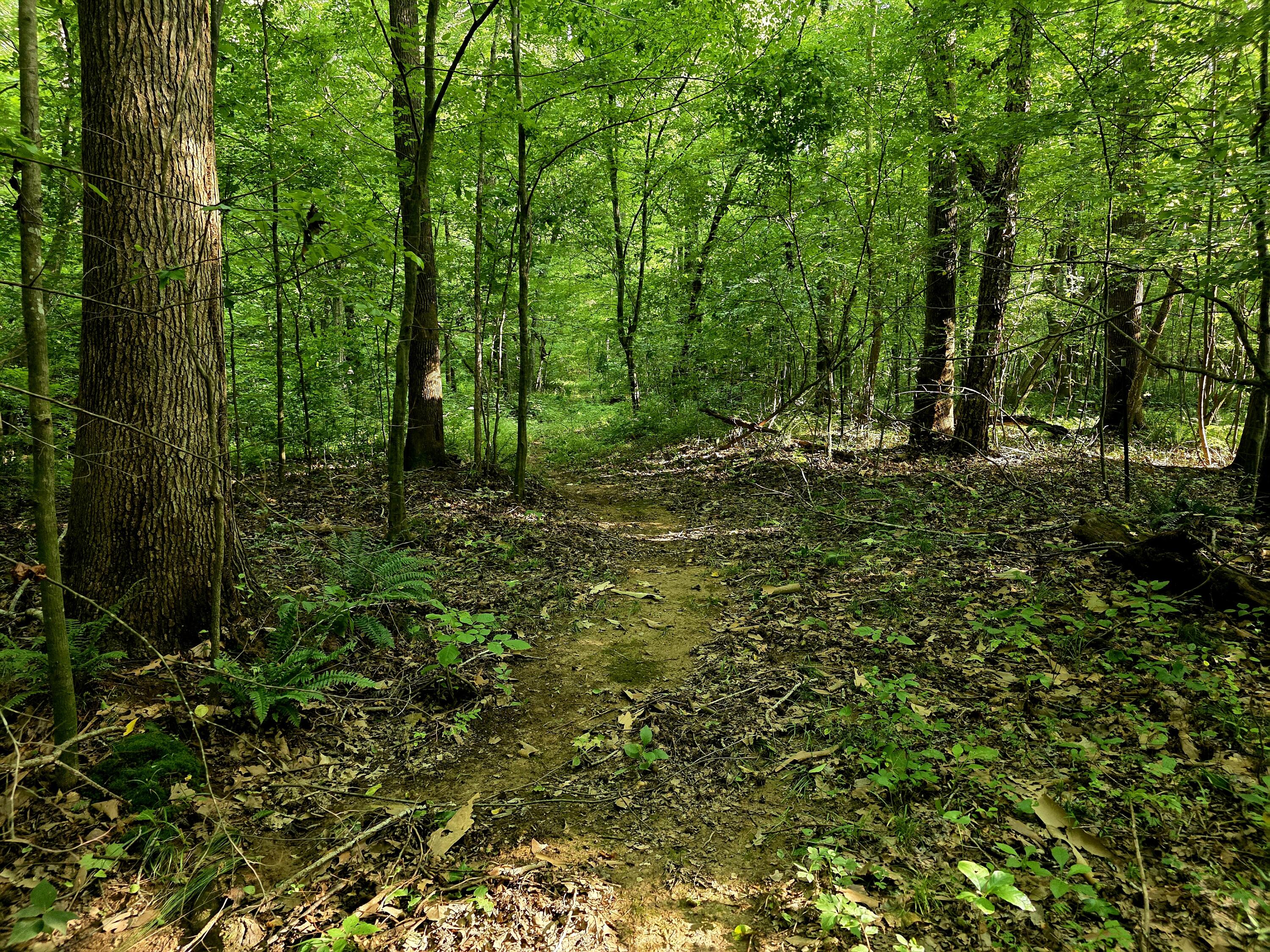 521 Cedar Knob Road Property Photo 7