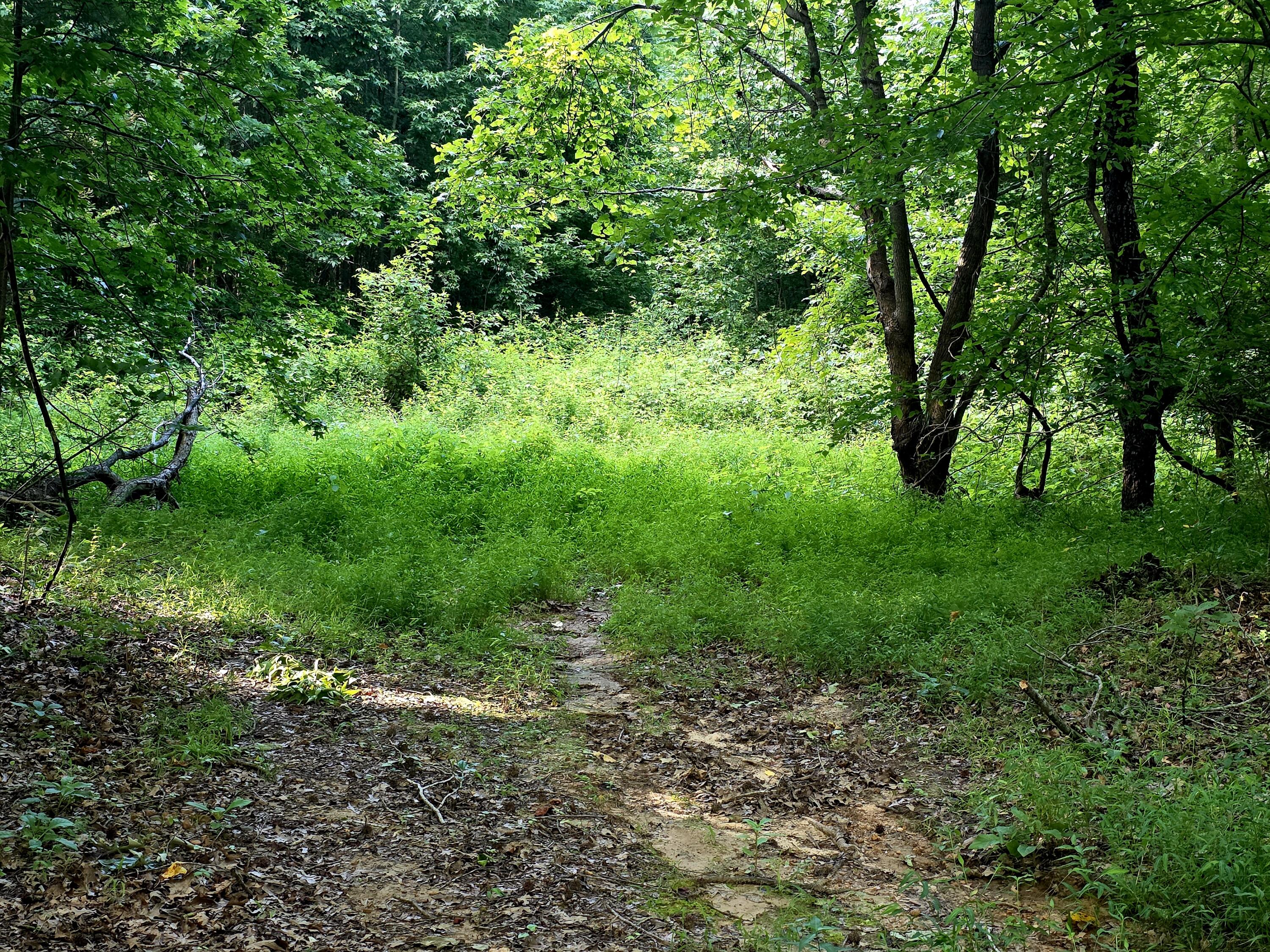 521 Cedar Knob Road Property Photo 8