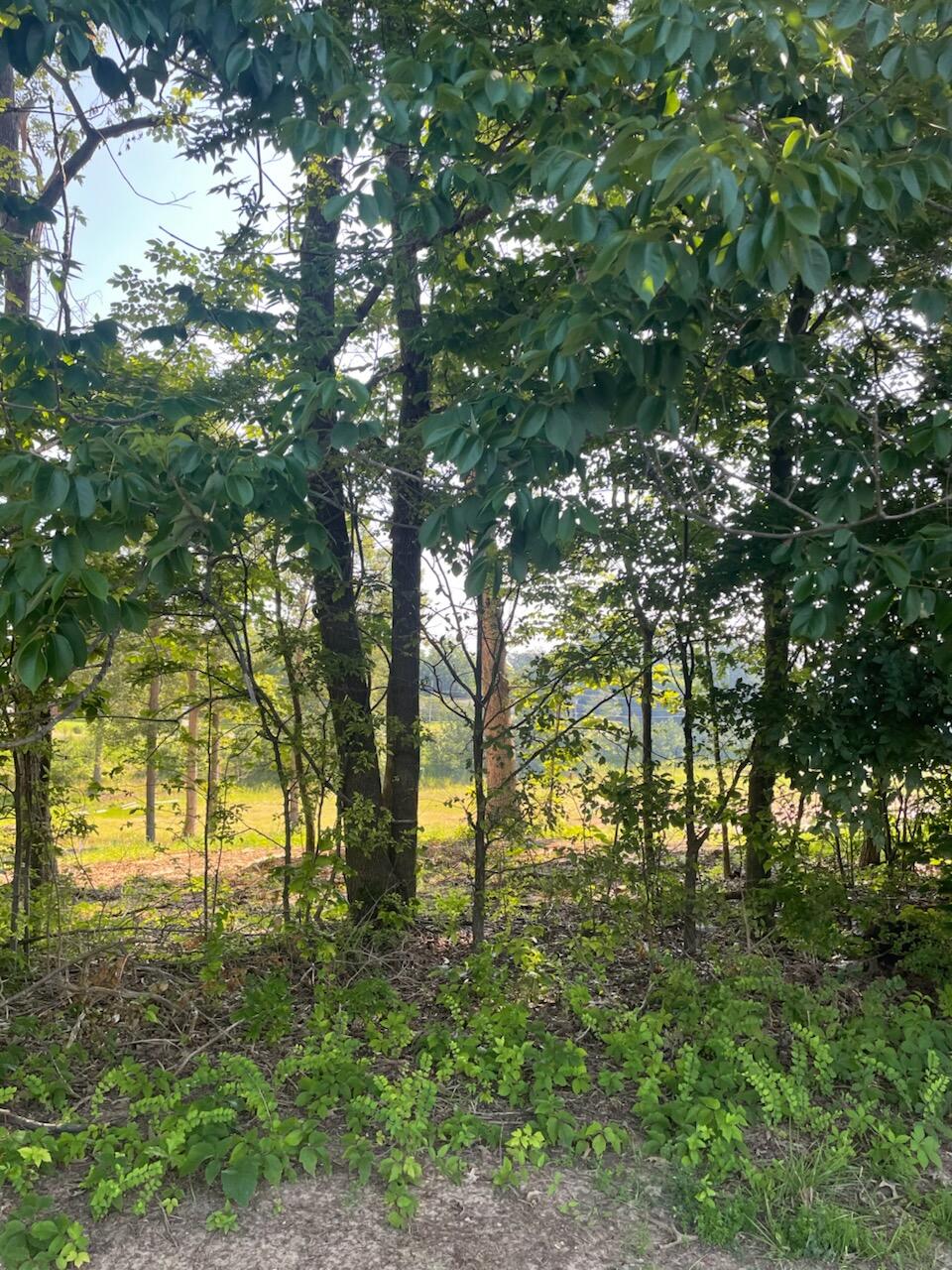 260 Forest Ridge Drive Property Photo 3