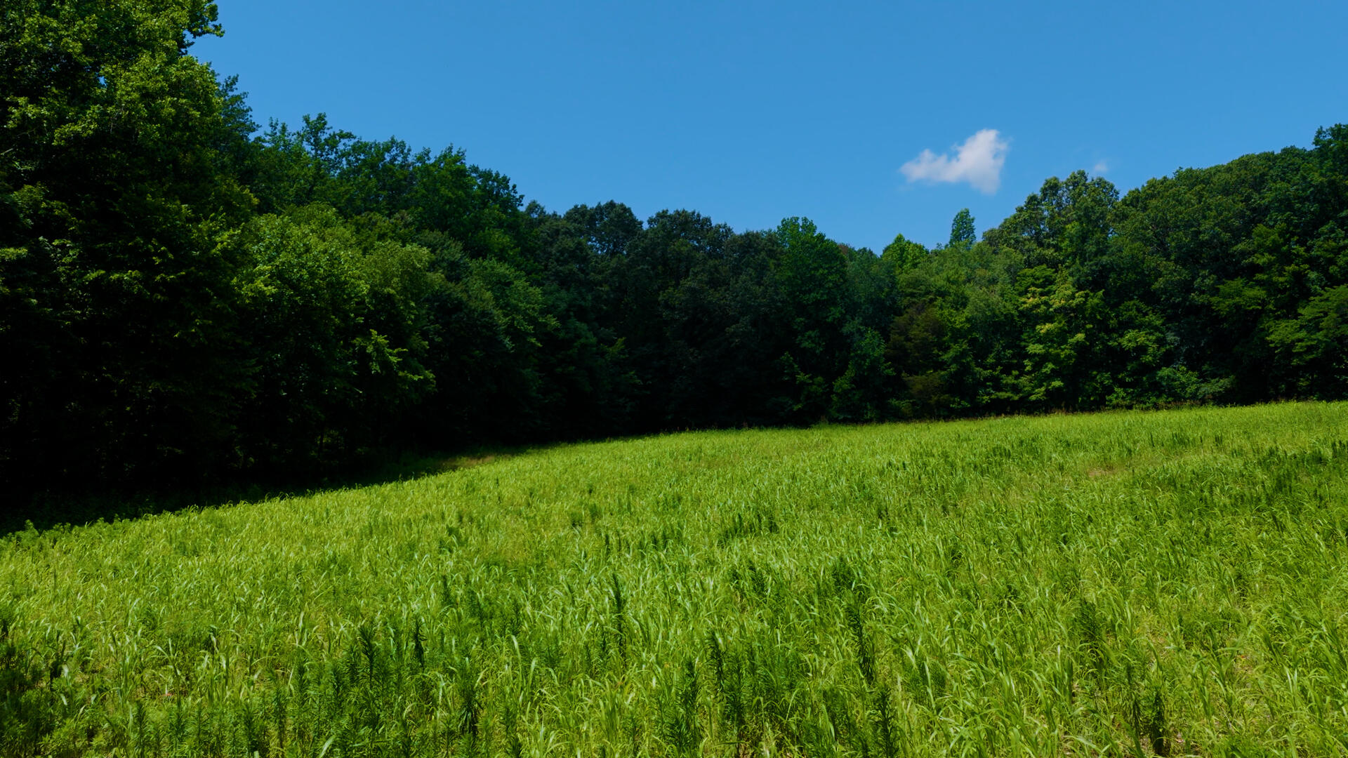5279 E State Line Road Property Photo 77
