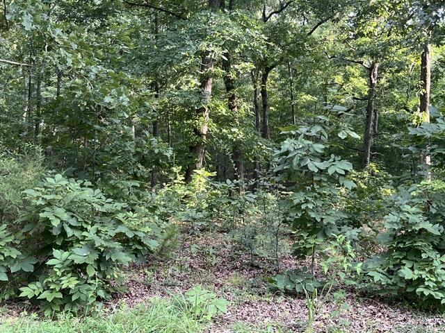 Lot 99 Woodduck Lane Lane Property Photo 3