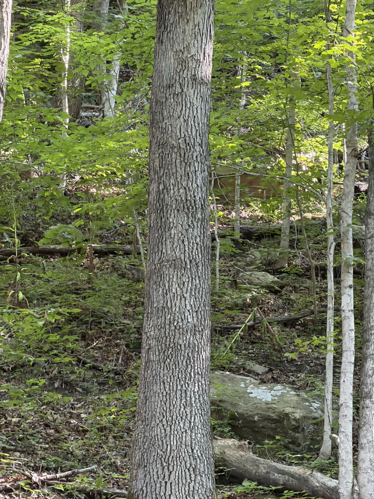 3000 Miller Creek Road Property Photo 34