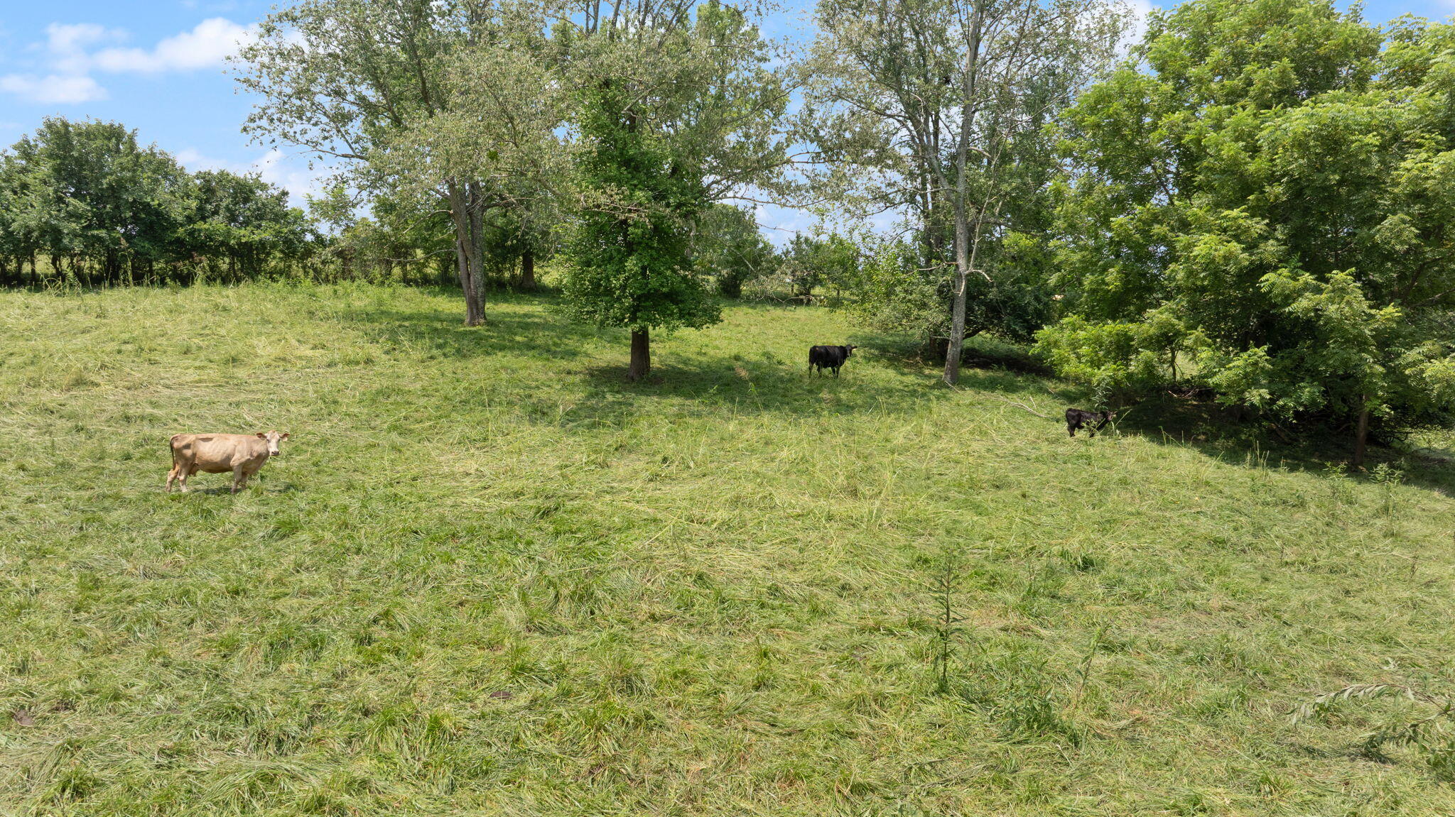 221 Somerset Street Property Photo 52